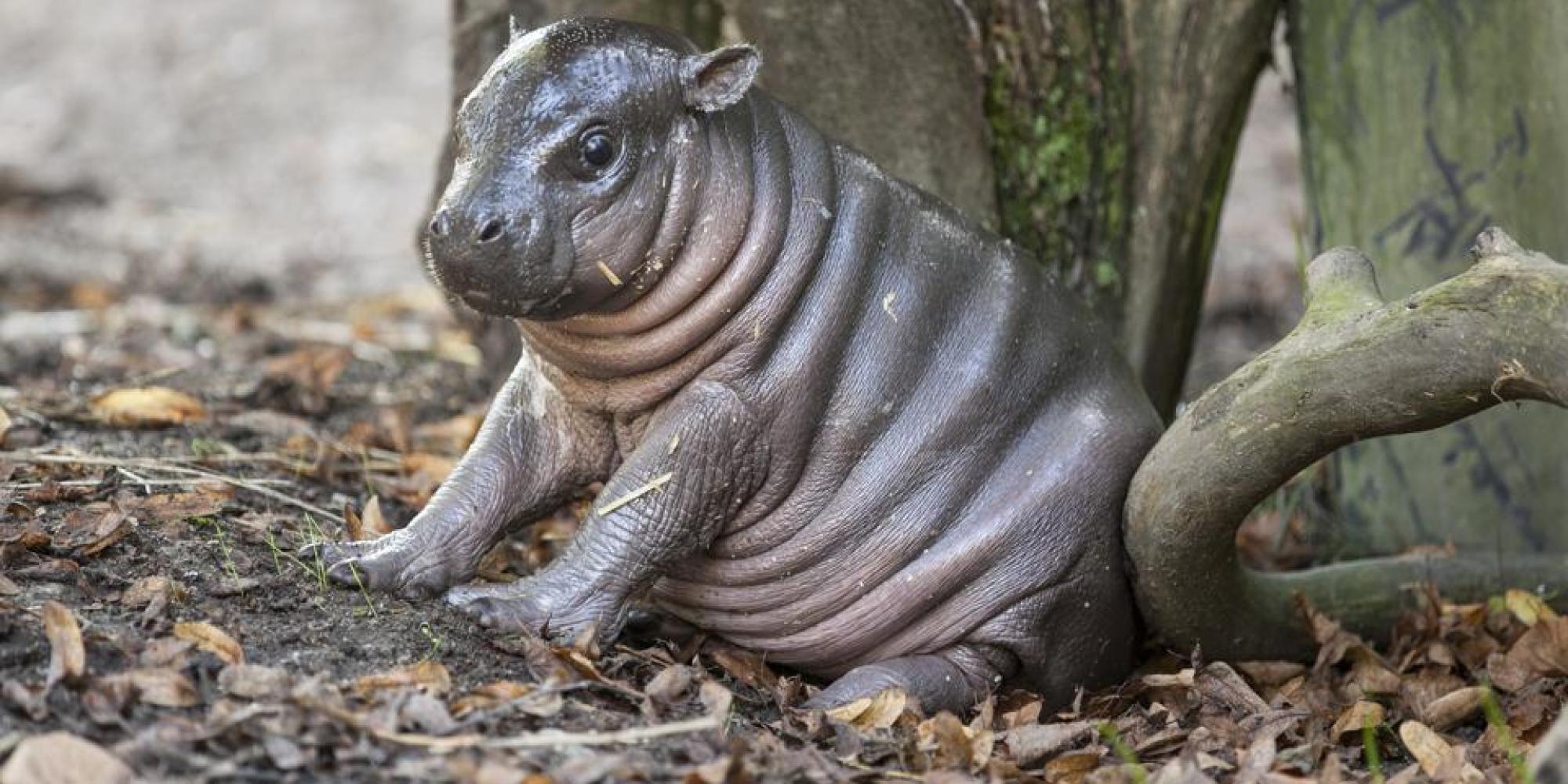 Rare Pygmy Hippo Named Olivia Born In Swedish Zoo | HuffPost