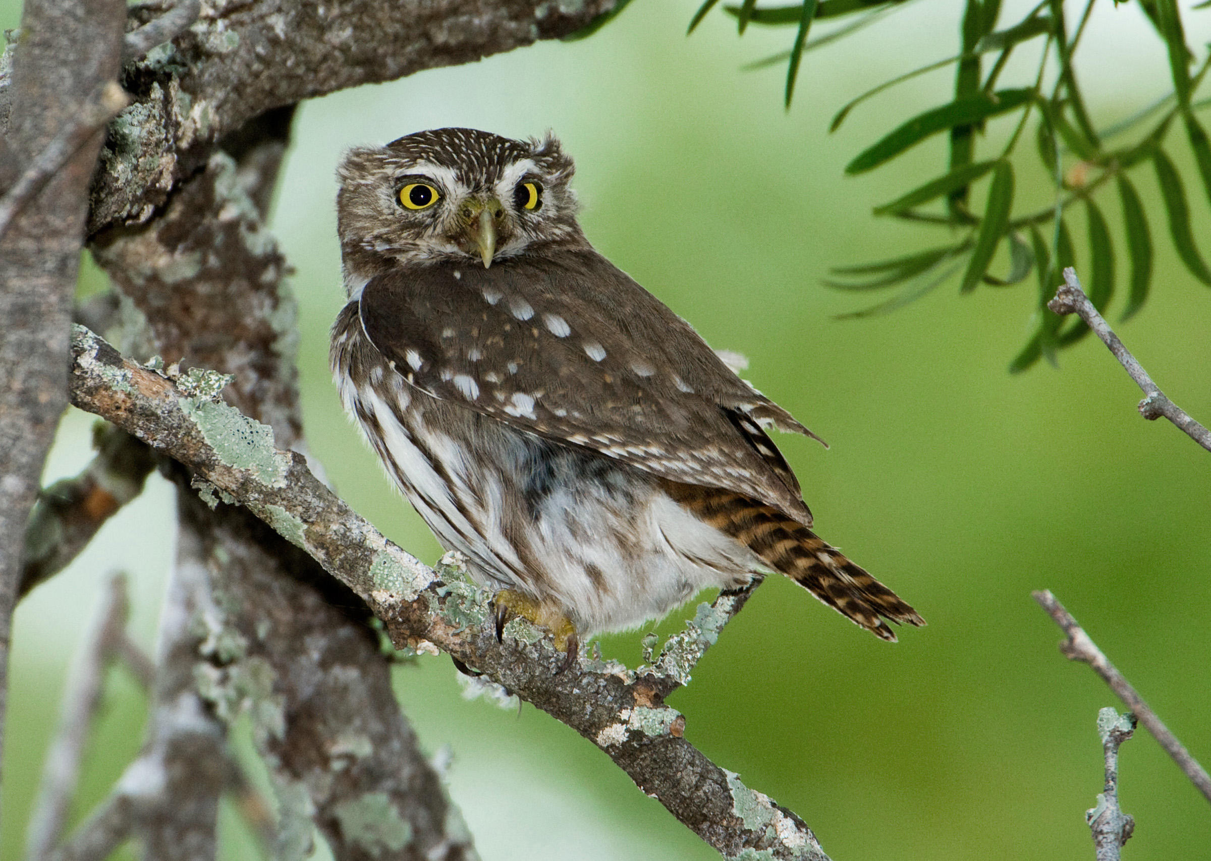 Ferruginous Pygmy-Owl | Audubon Field Guide