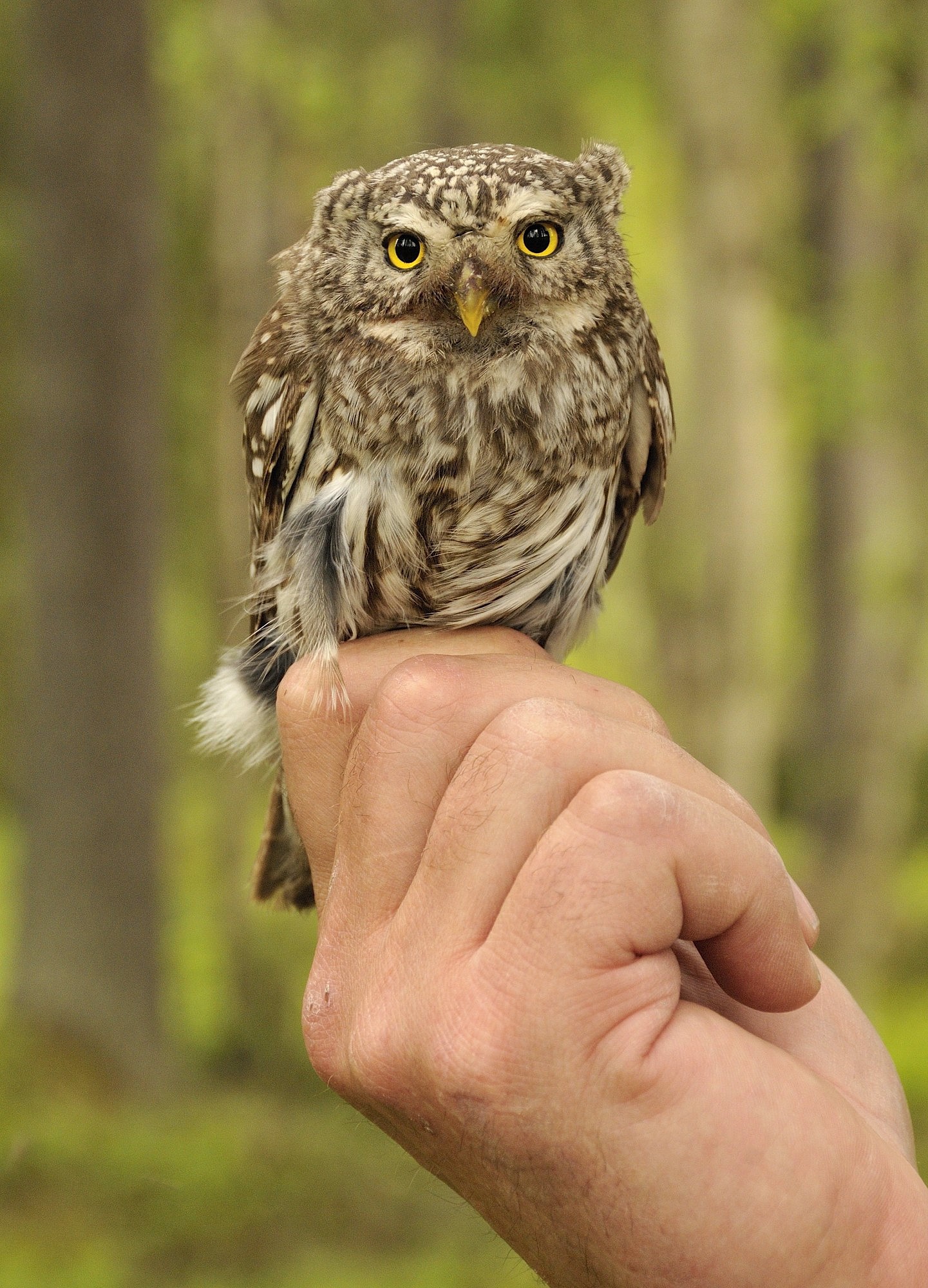 Eurasian Pygmy Owl Glaucidium passerinum - Google Search | Birds of ...