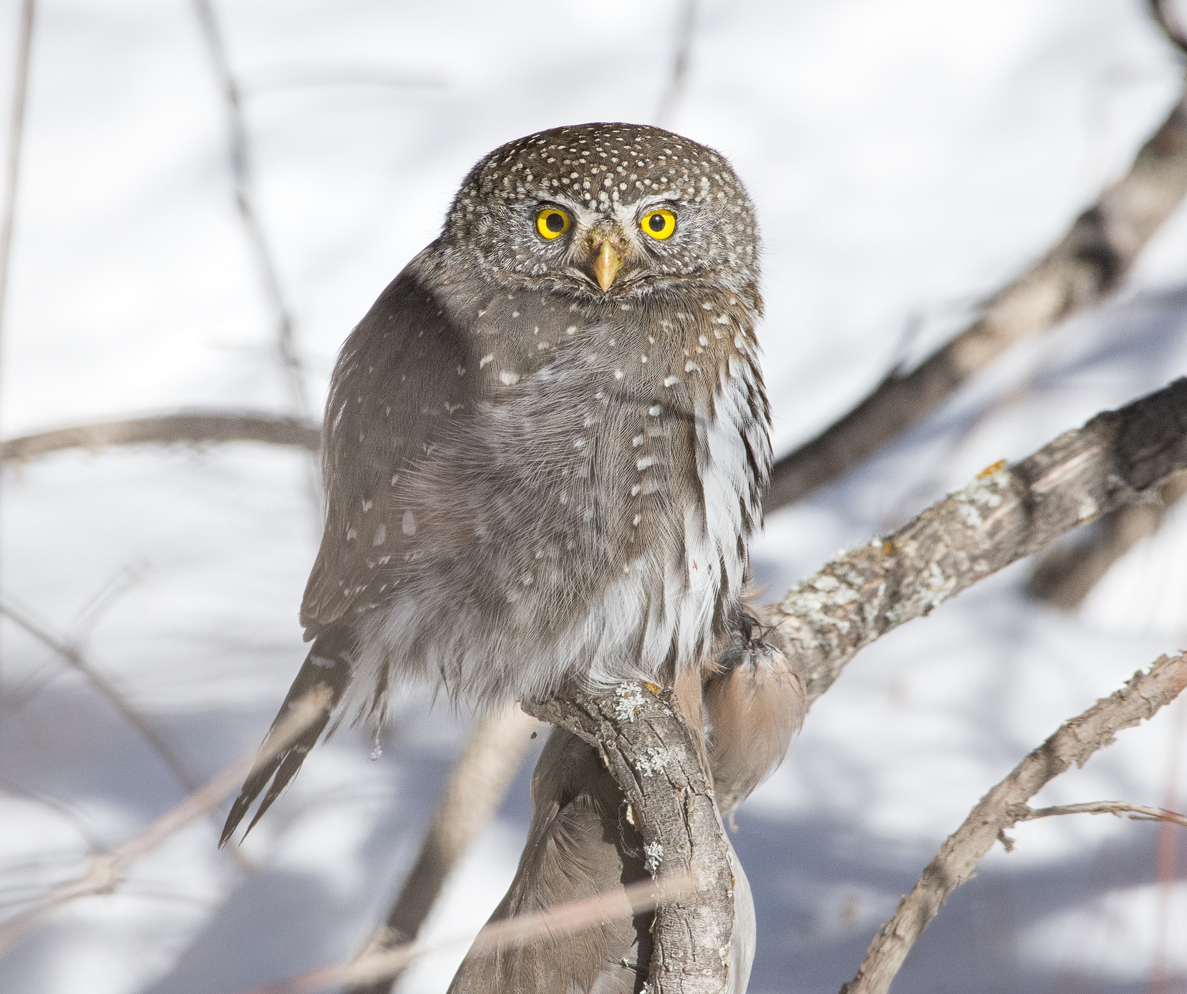 Northern Pygmy-Owl | The Afternoon Birder