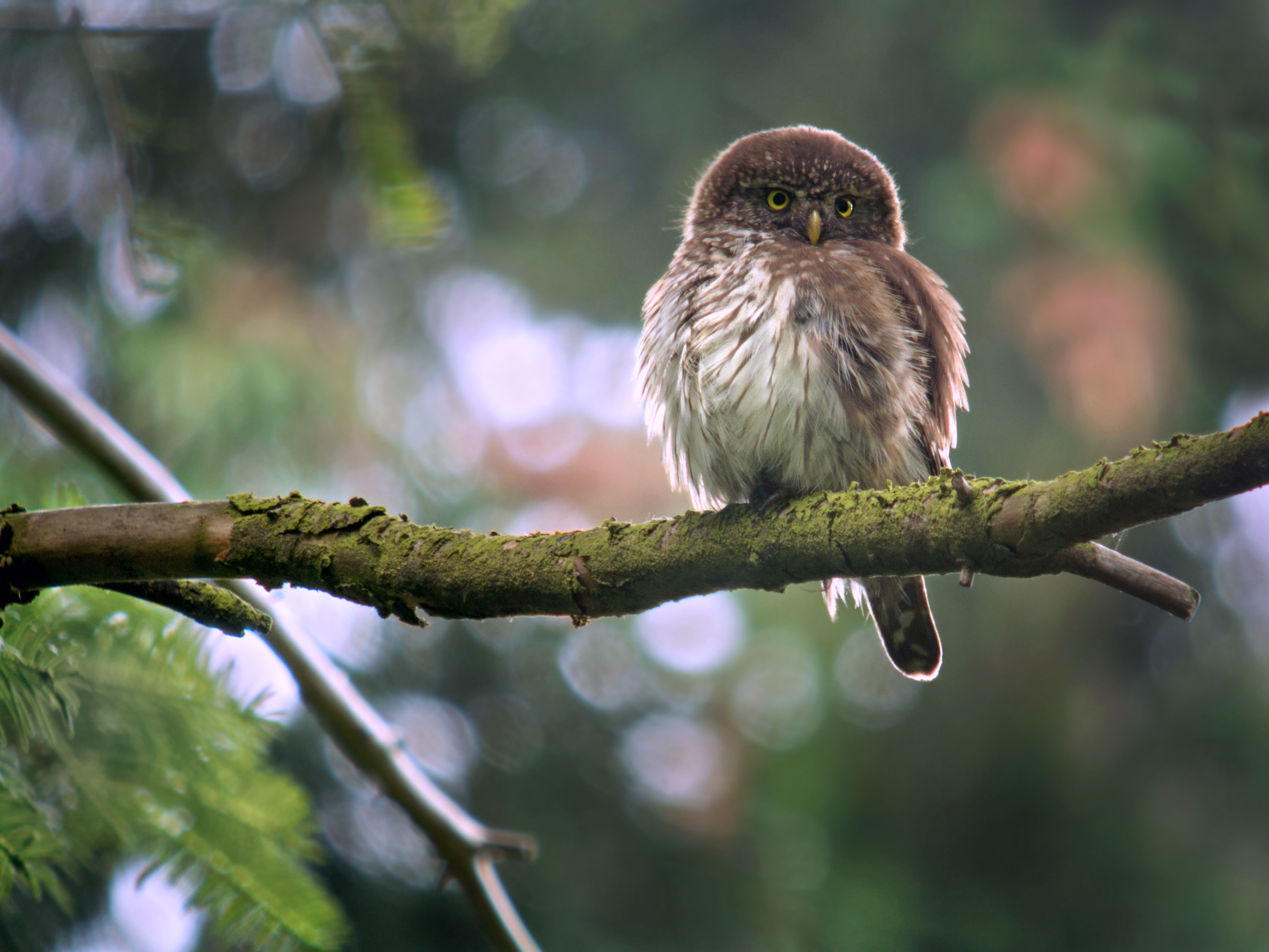 File:Eurasian Pygmy Owl (Glaucidium passerinum), Eastern Belgium ...
