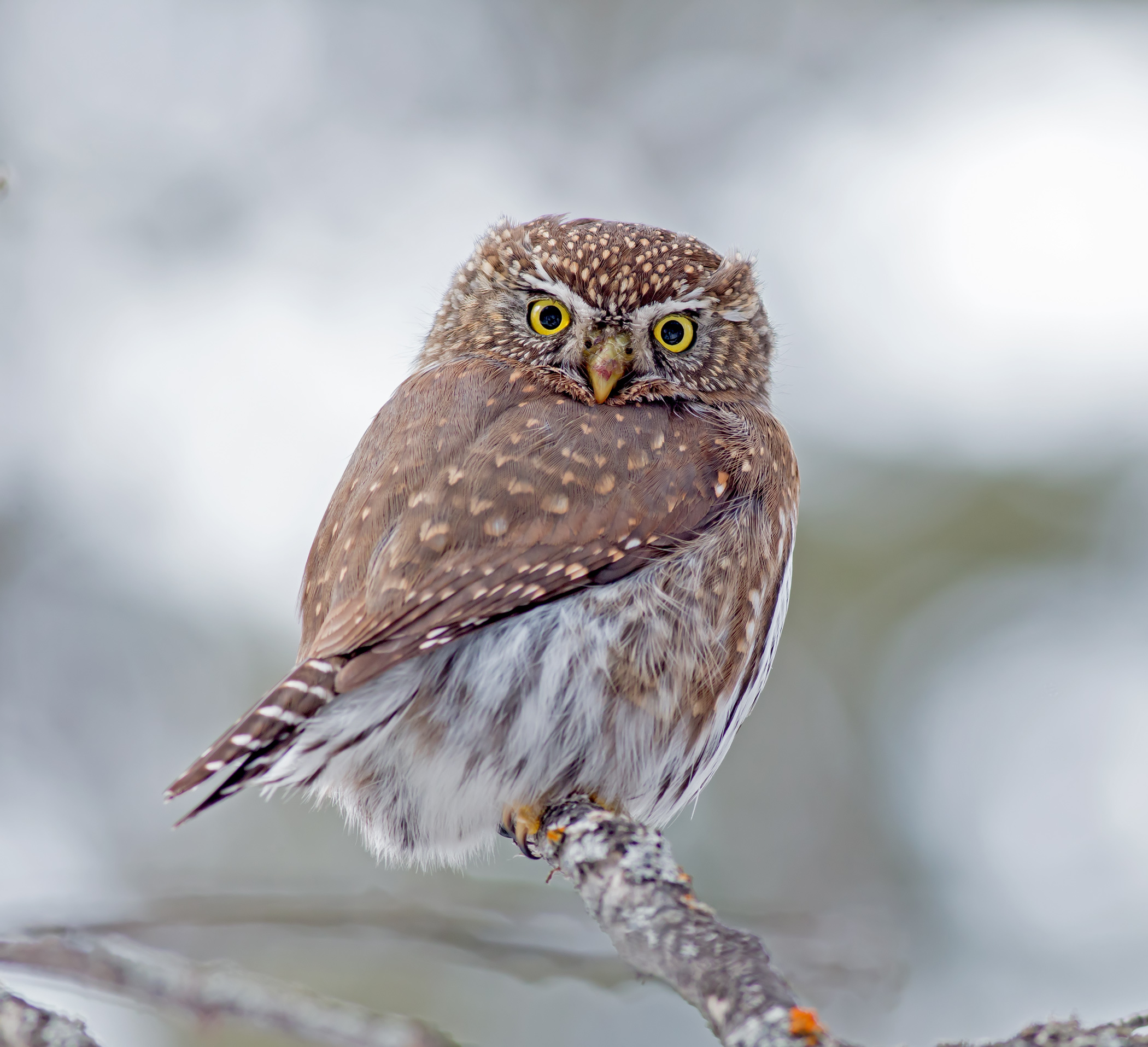Northern Pygmy Owl Facts: Animals of North America - WorldAtlas.com