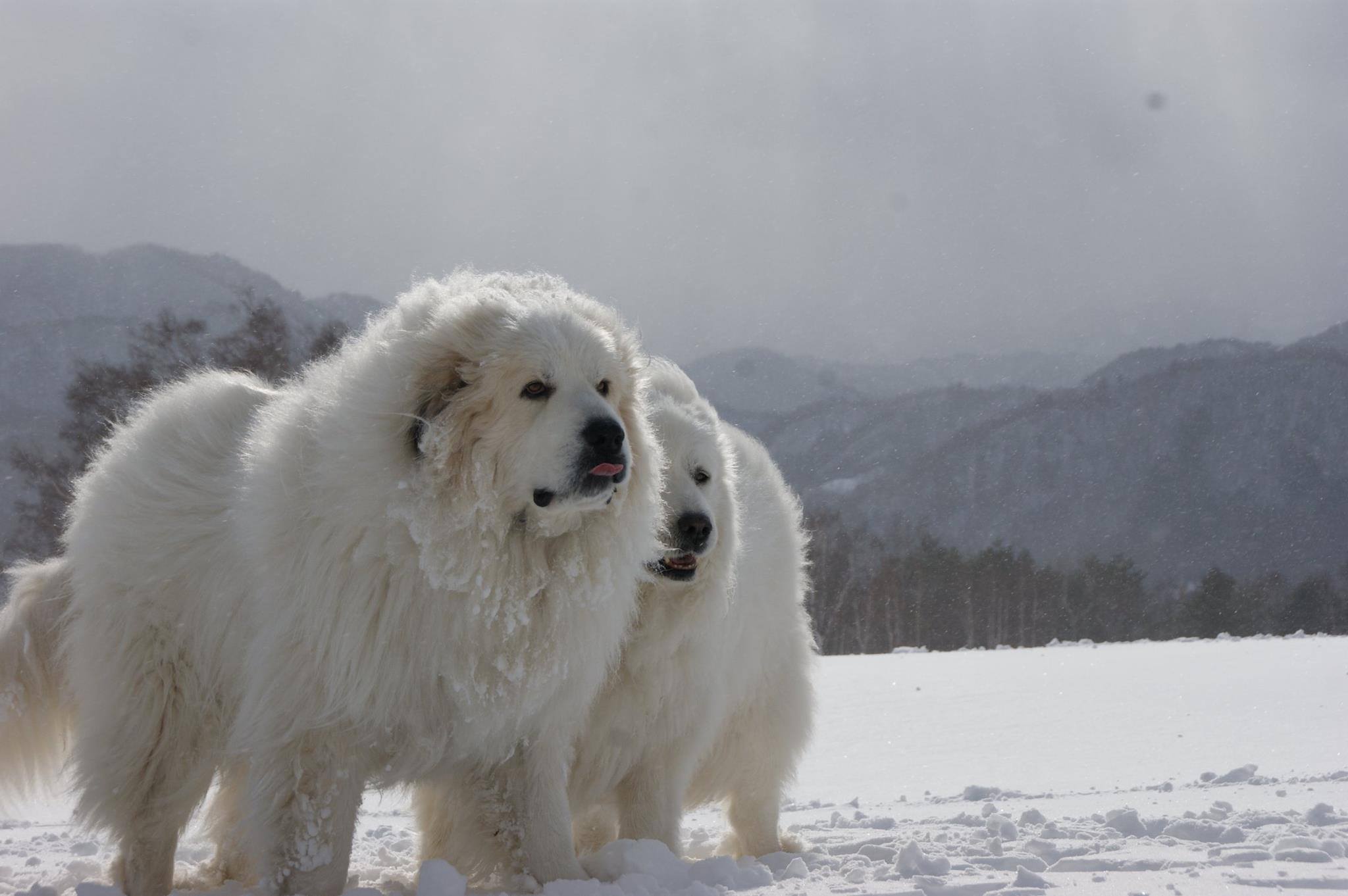 Pyrenean Mountain Dog Wallpapers High Quality | Download Free