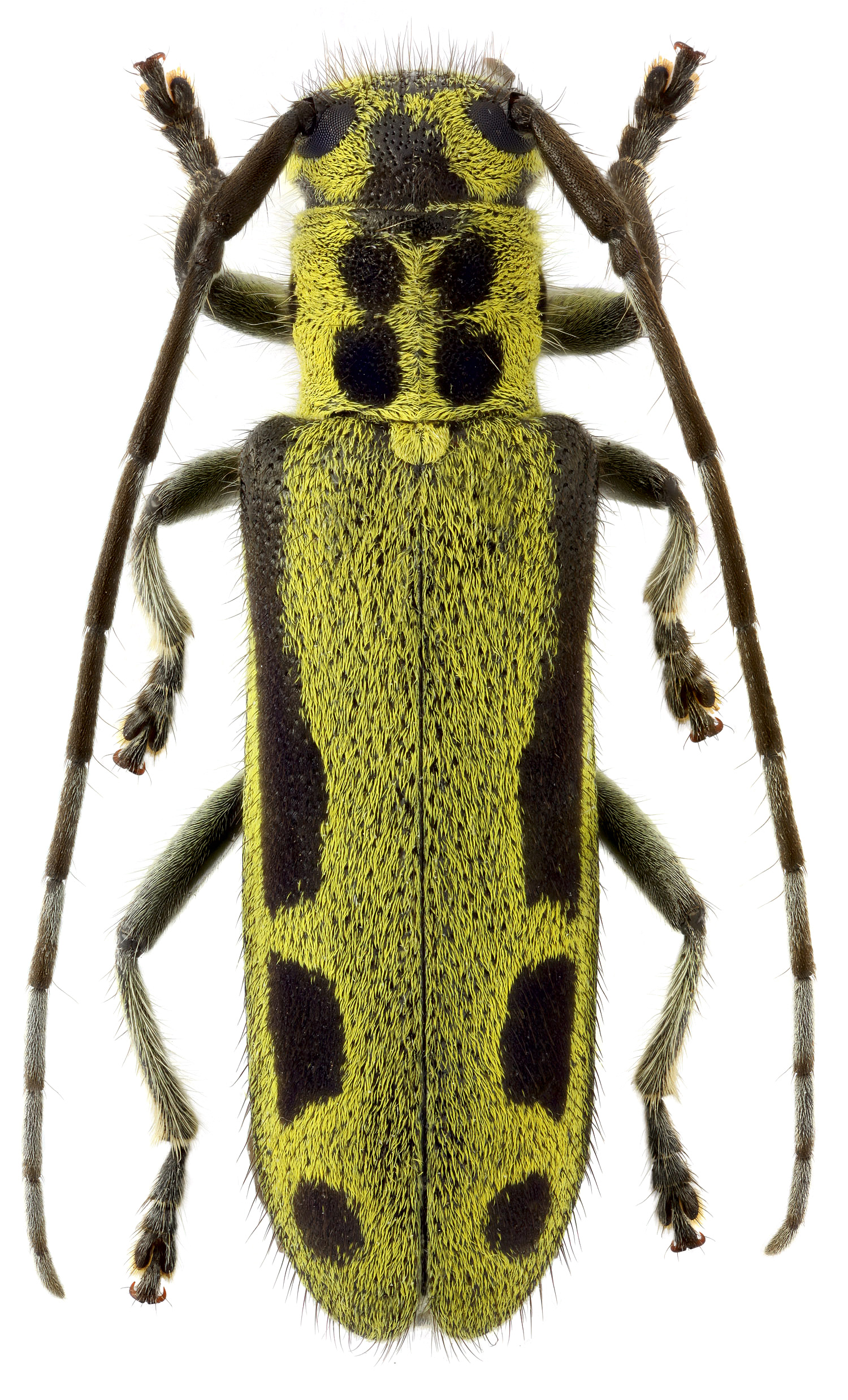 Cerambycidae: Saperda interrupta Gebl. | Nature's Jewels | Pinterest ...