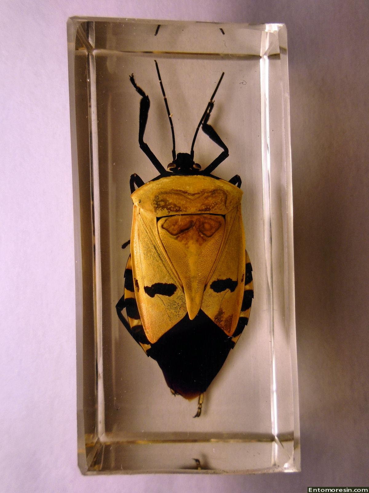 INSECTS & ANIMALS TAXIDERMY - RESIN ENCAPSULATION