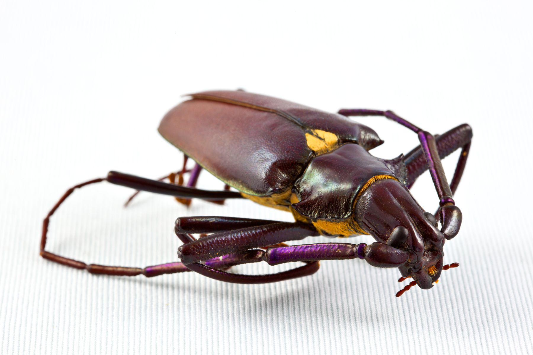 Pyrodes Longiceps Beetle, Animal, Insect, Invertebrate, Isolated, HQ Photo