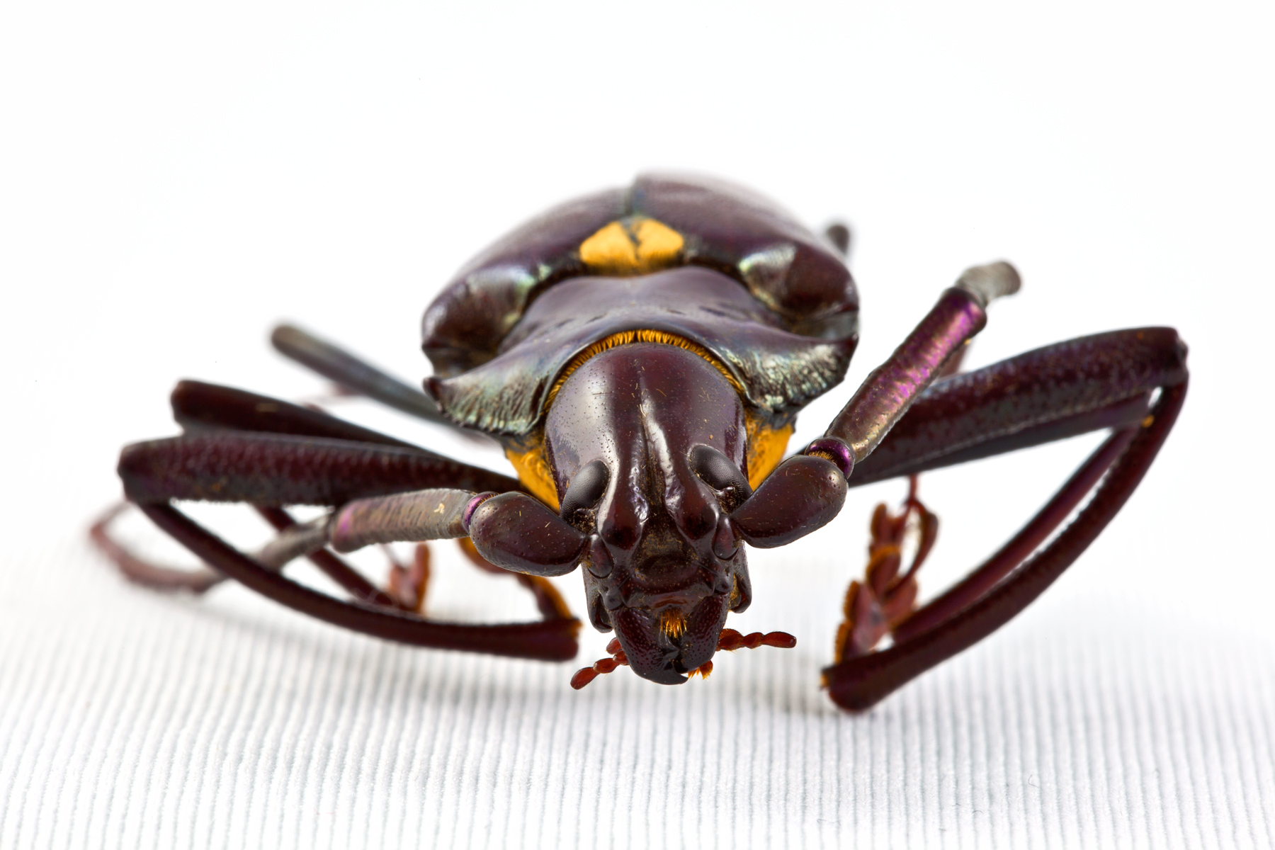 Pyrodes Longiceps Beetle, Animal, Insect, Invertebrate, Isolated, HQ Photo