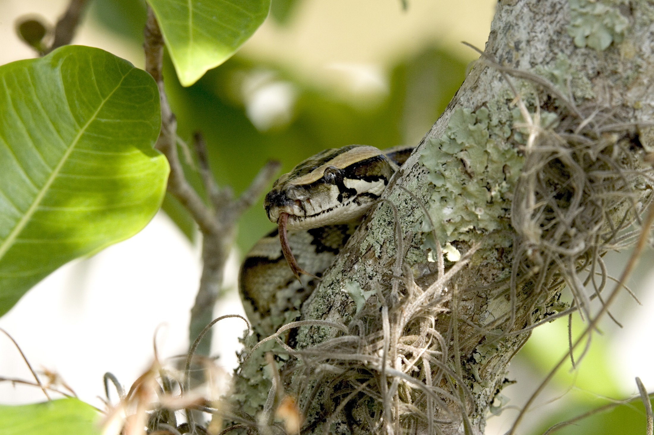 Python on the tree photo
