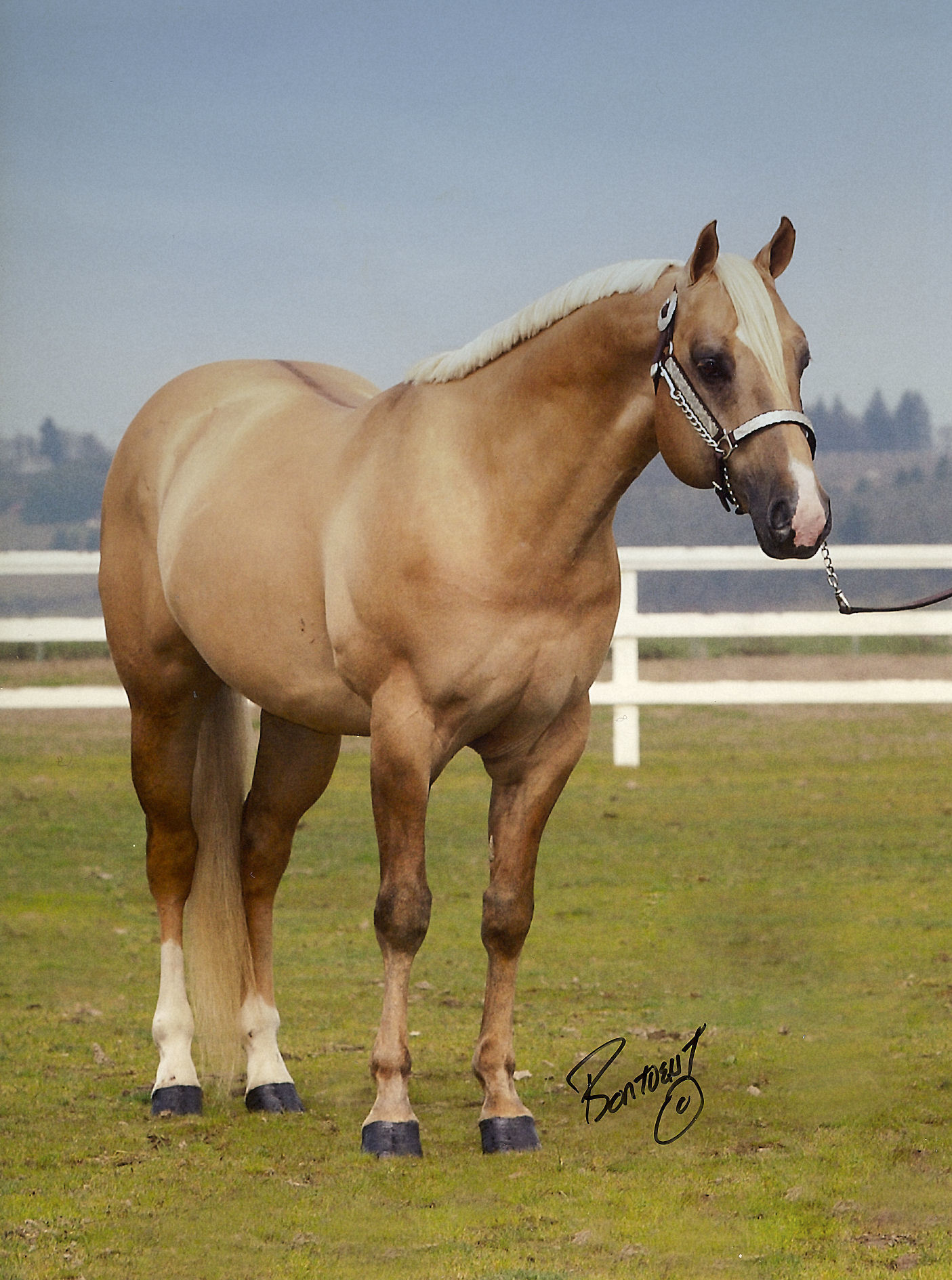 Quarter horses photo