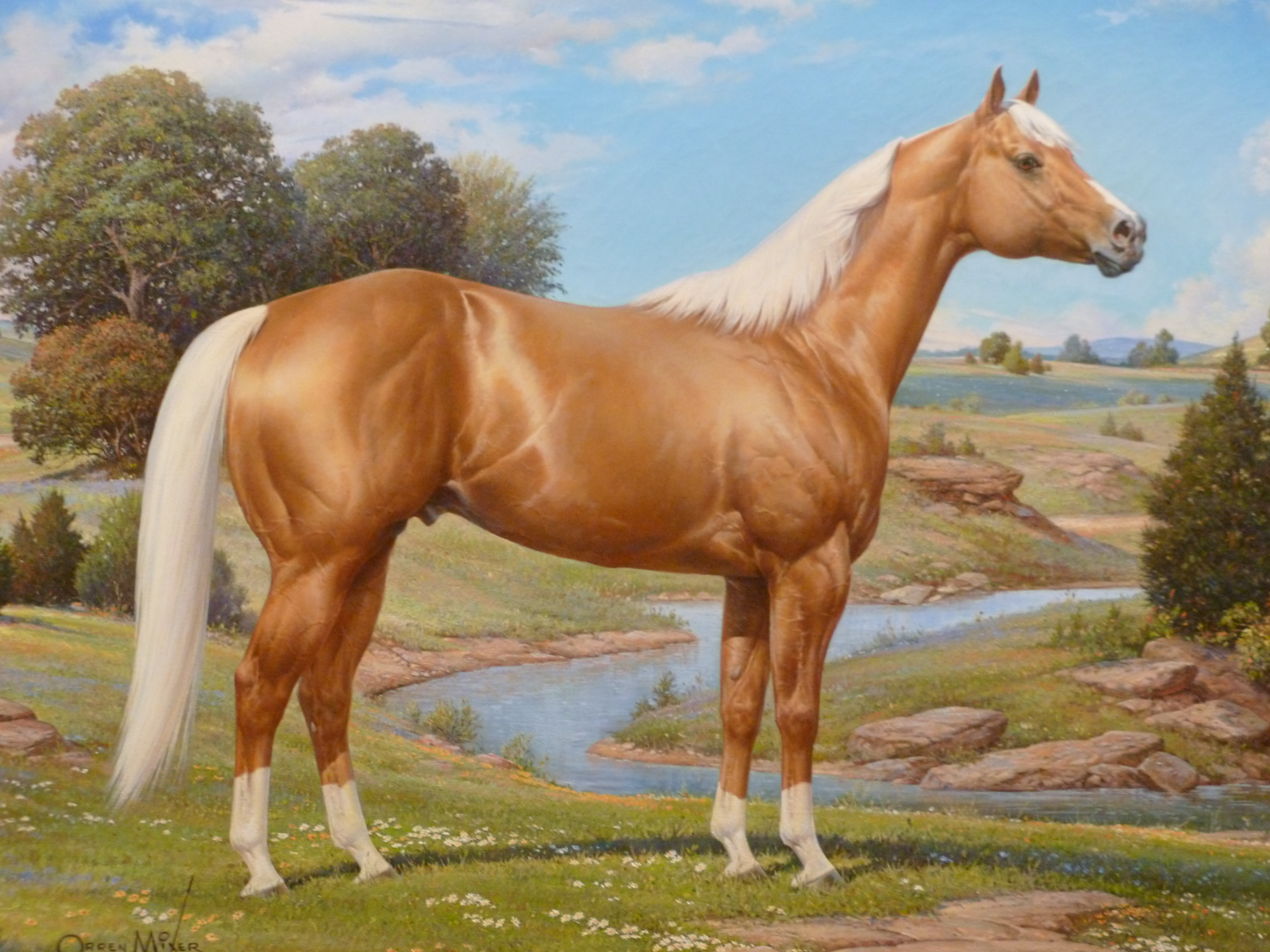 Quarter horse photo