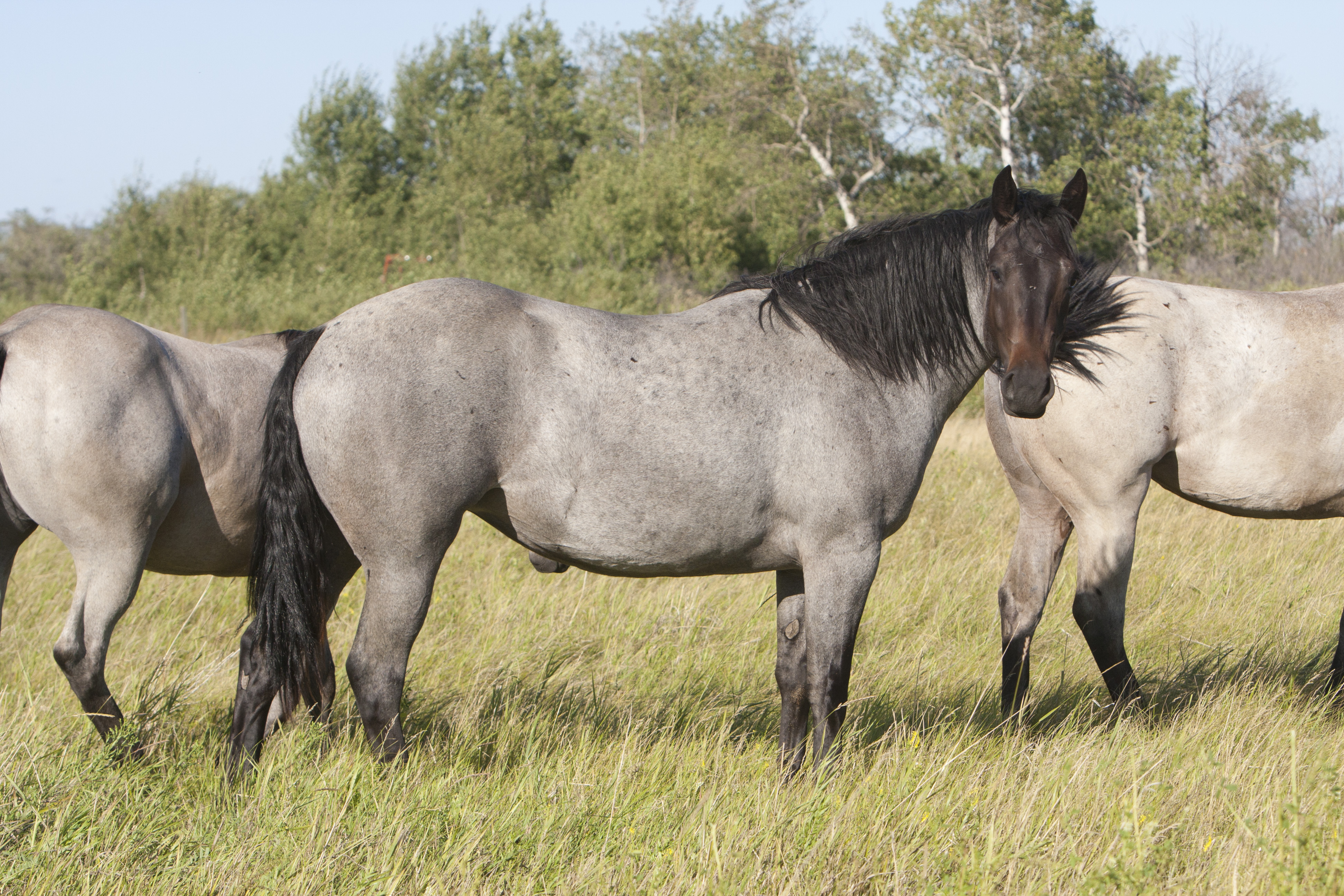Rafter 7 Ranch Quarter Horse Mares