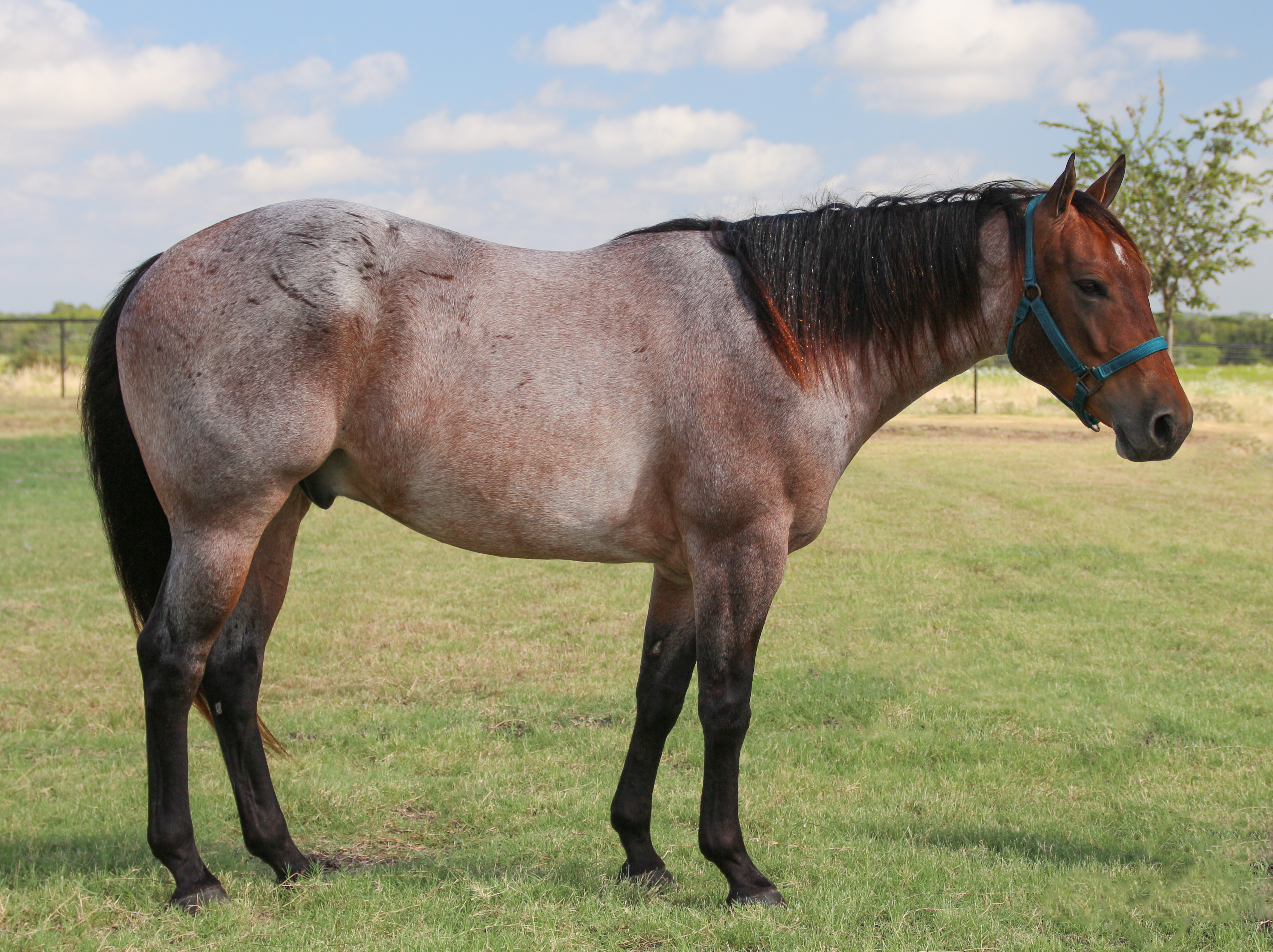 File:Red roan Quarter Horse.jpg - Wikimedia Commons