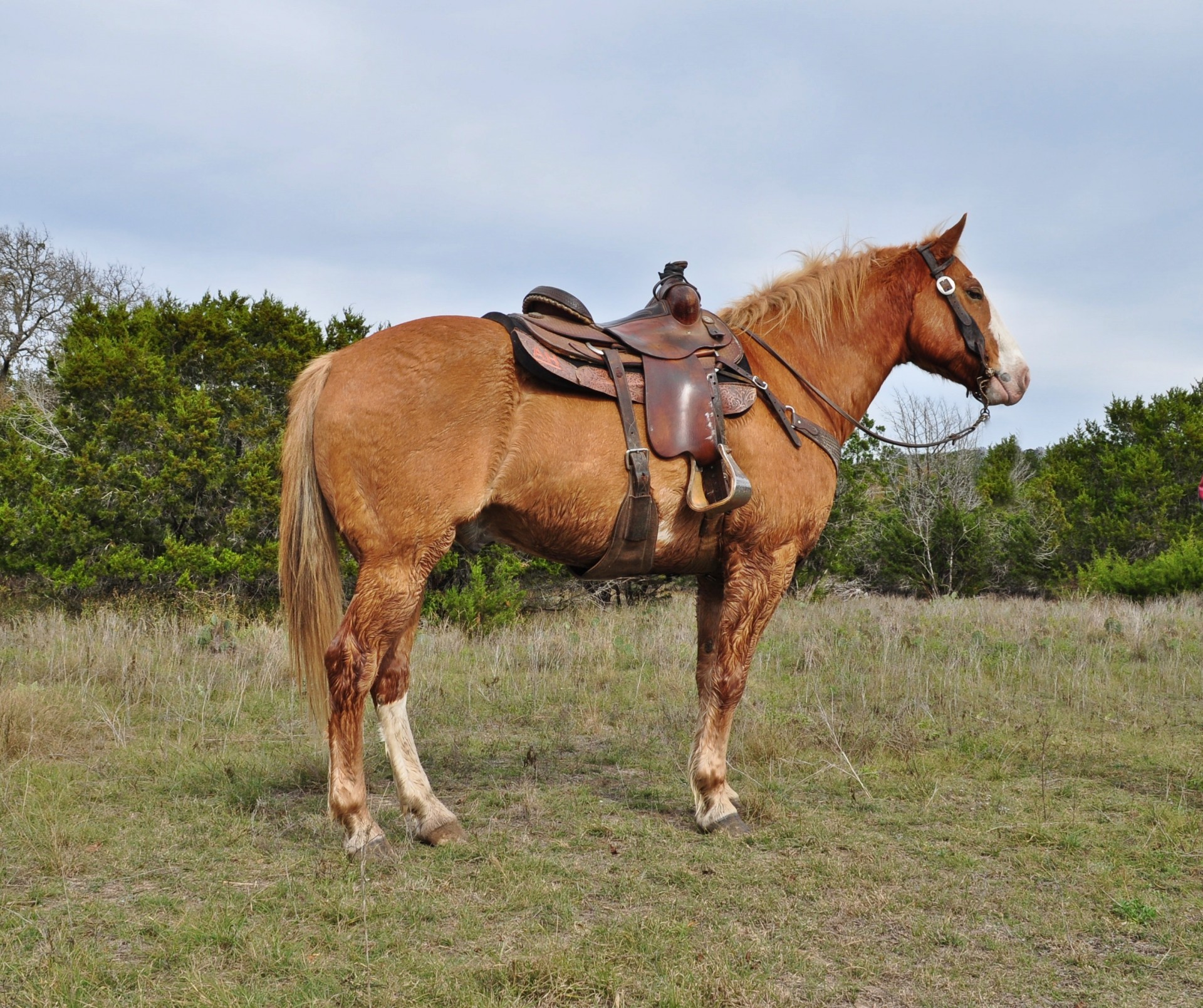 Gentle 10 Yr Quarter Horse/Draft Cross Ranch Gelding