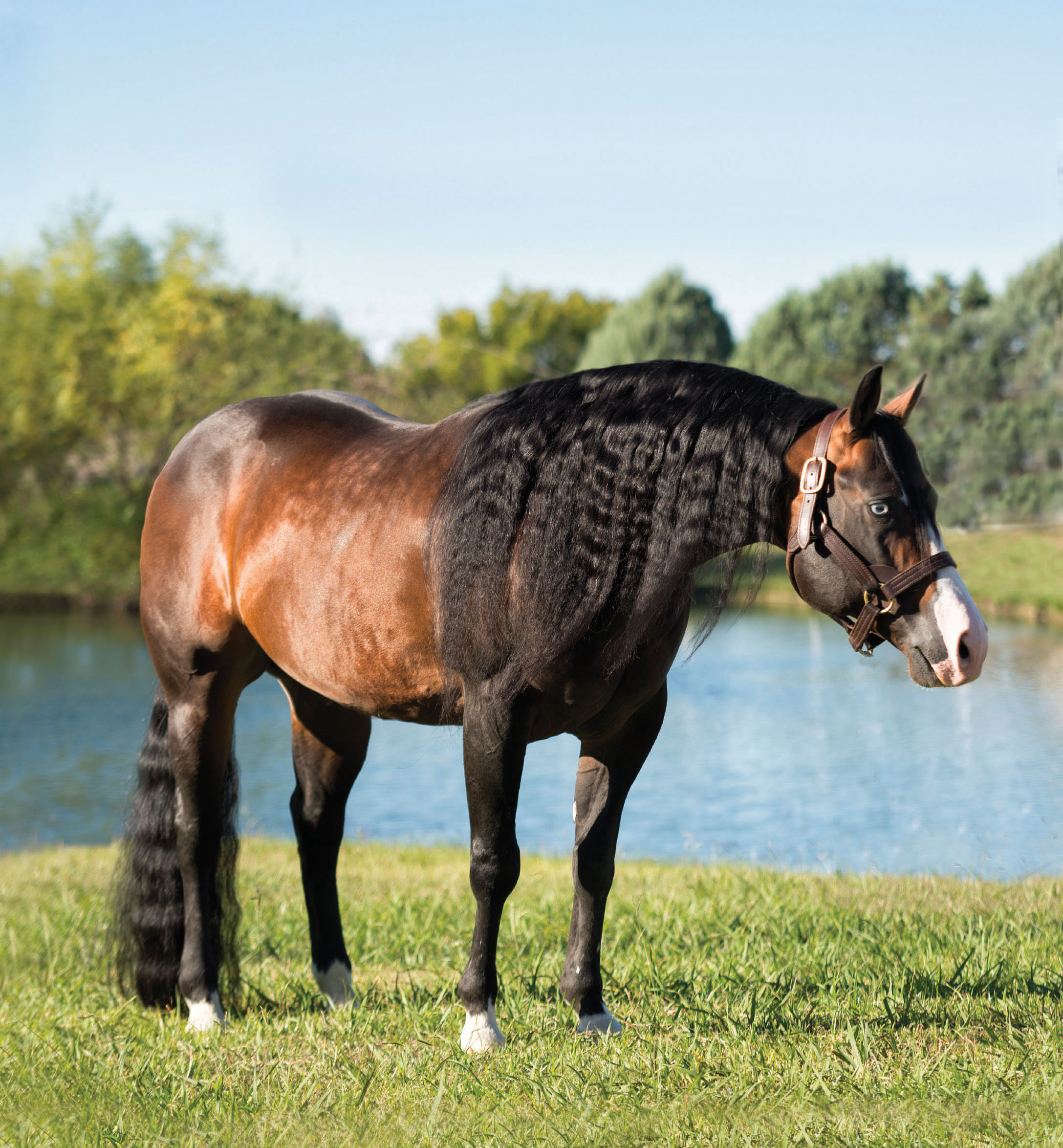 Stallion Register - Barrel Horses, Quarter Horses and Performance Horses