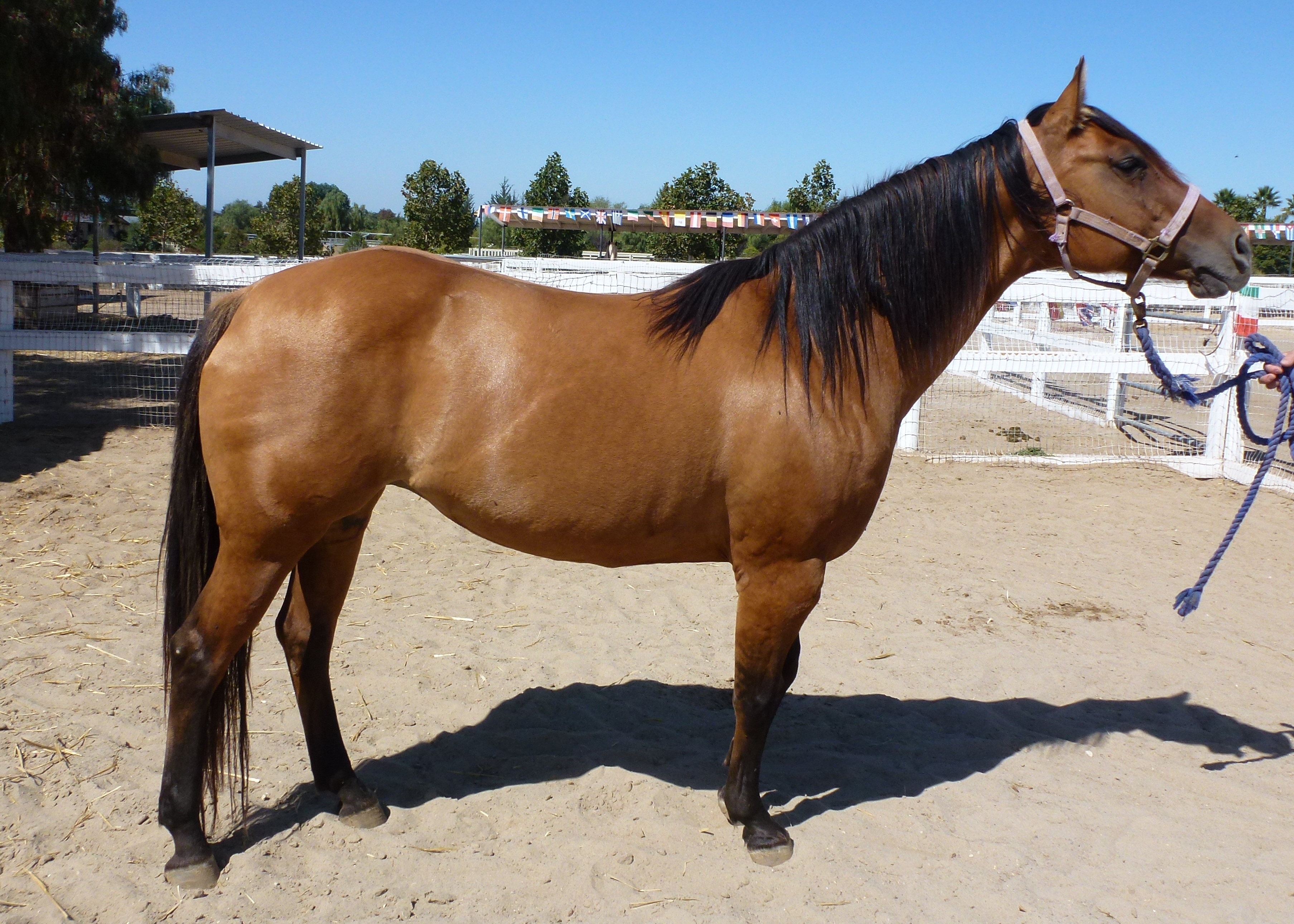 Quarter Horse Mares | Cielo Celeste Farm