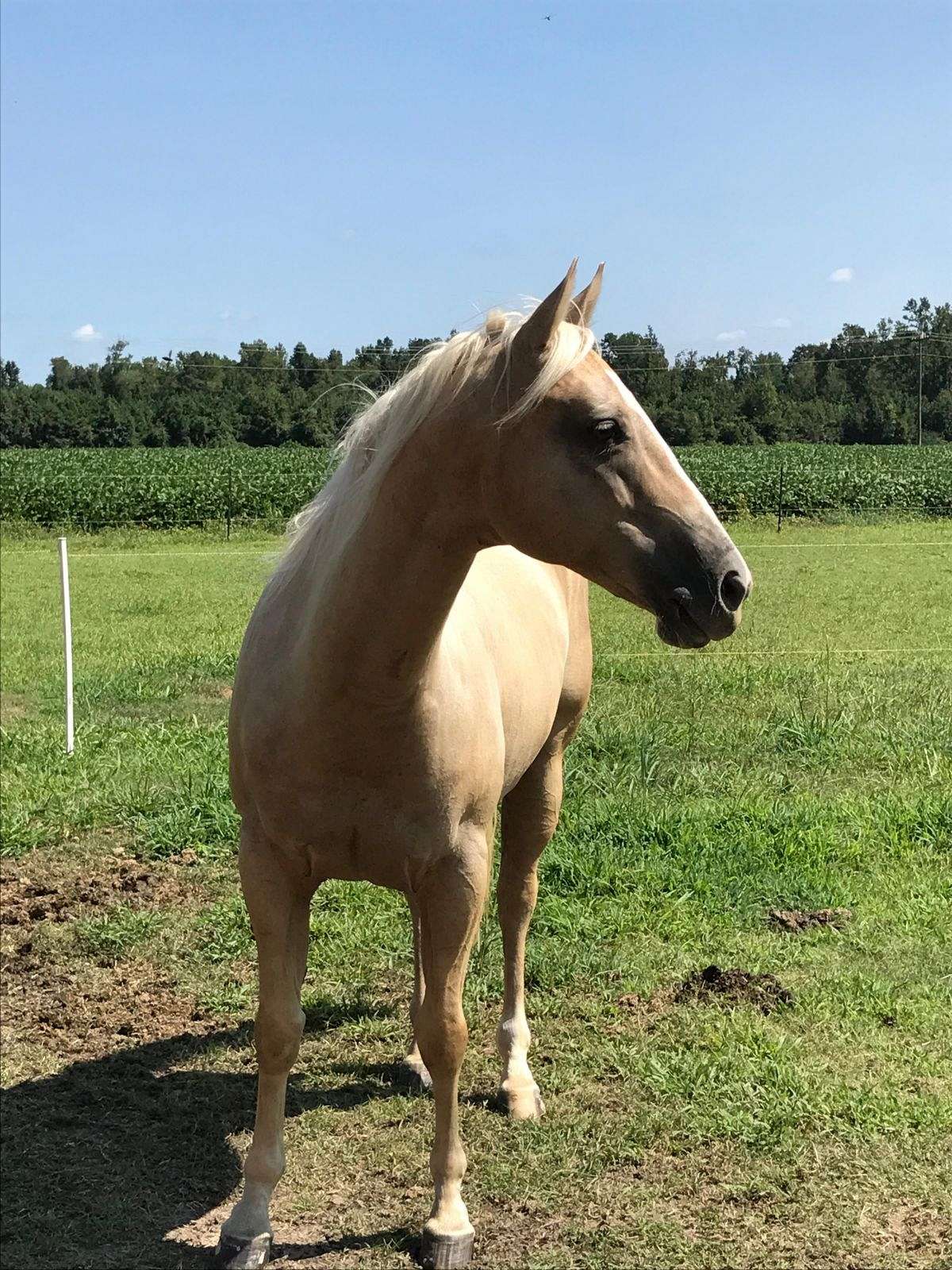 Beautiful Palomino Quarter Horse for Sale