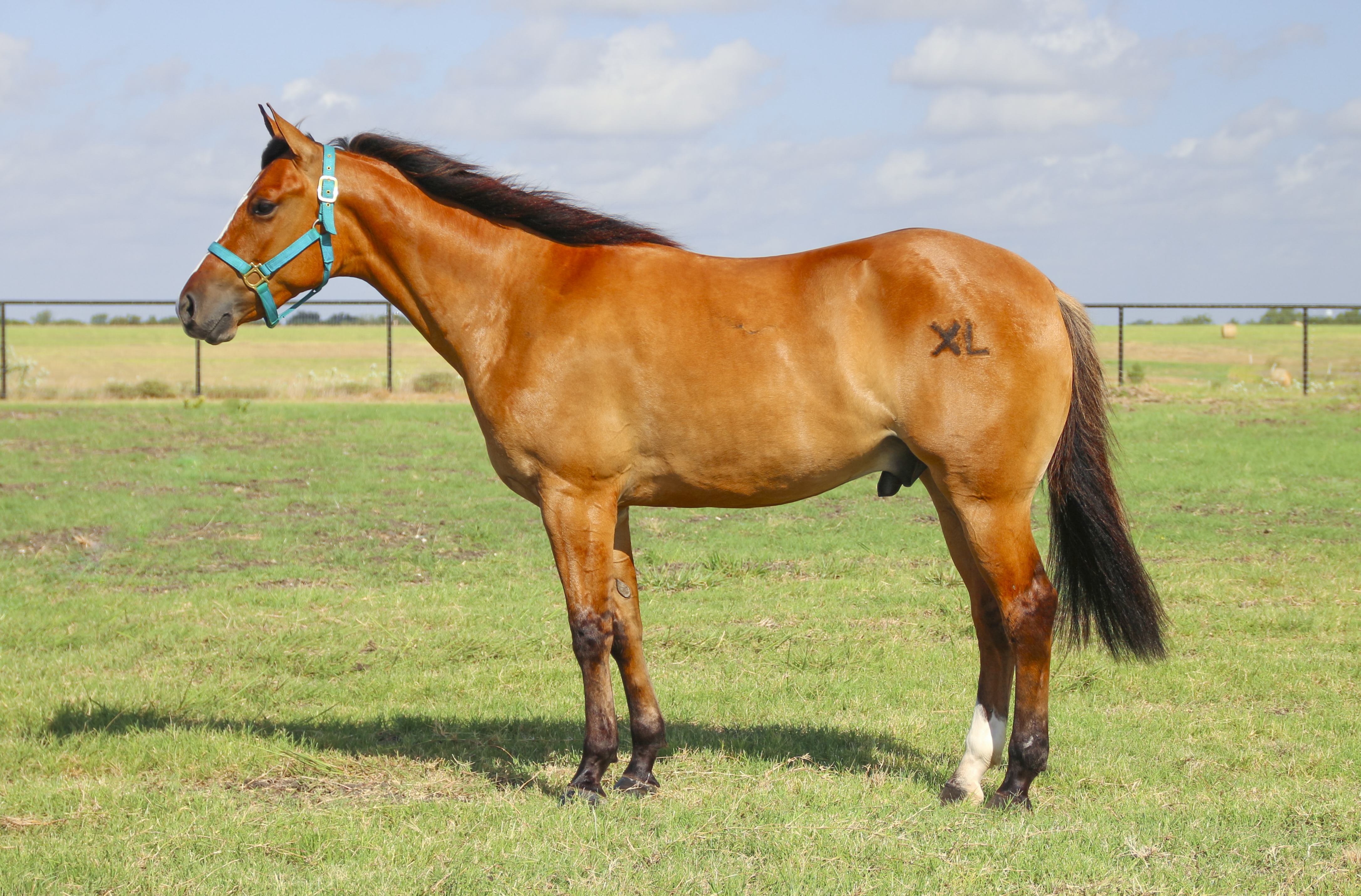 File:American Quarter Horses branded XL.jpg - Wikimedia Commons