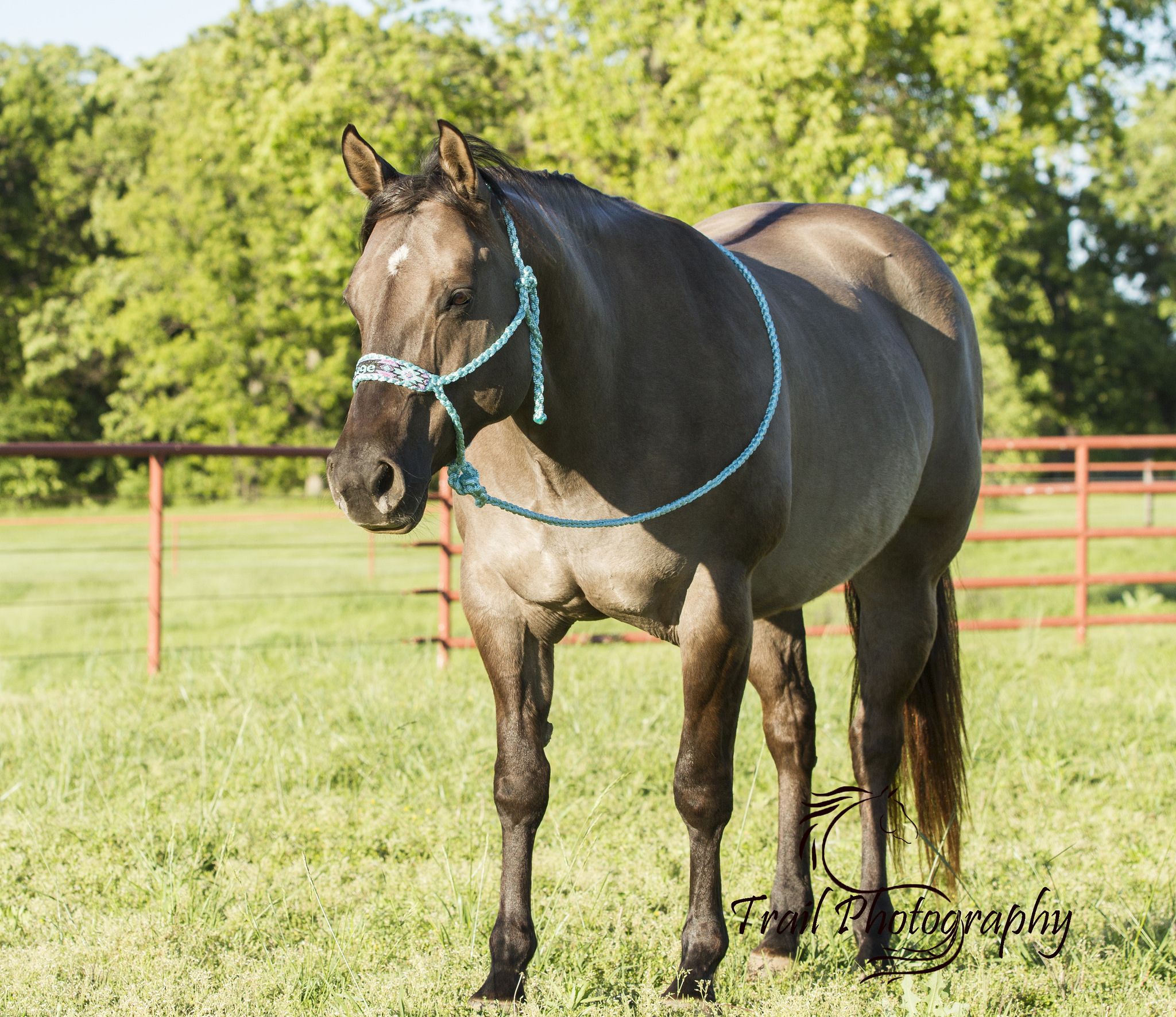 Grulla Quarter Horse (Sage) | Horse, American quarter horses and Animal