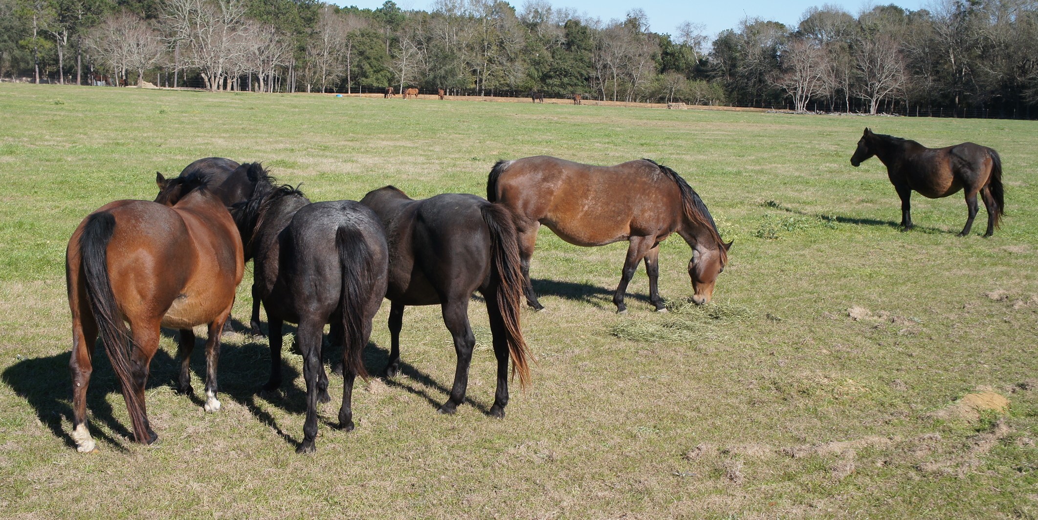 Brood Mares at Black and Blue Quarter Horses