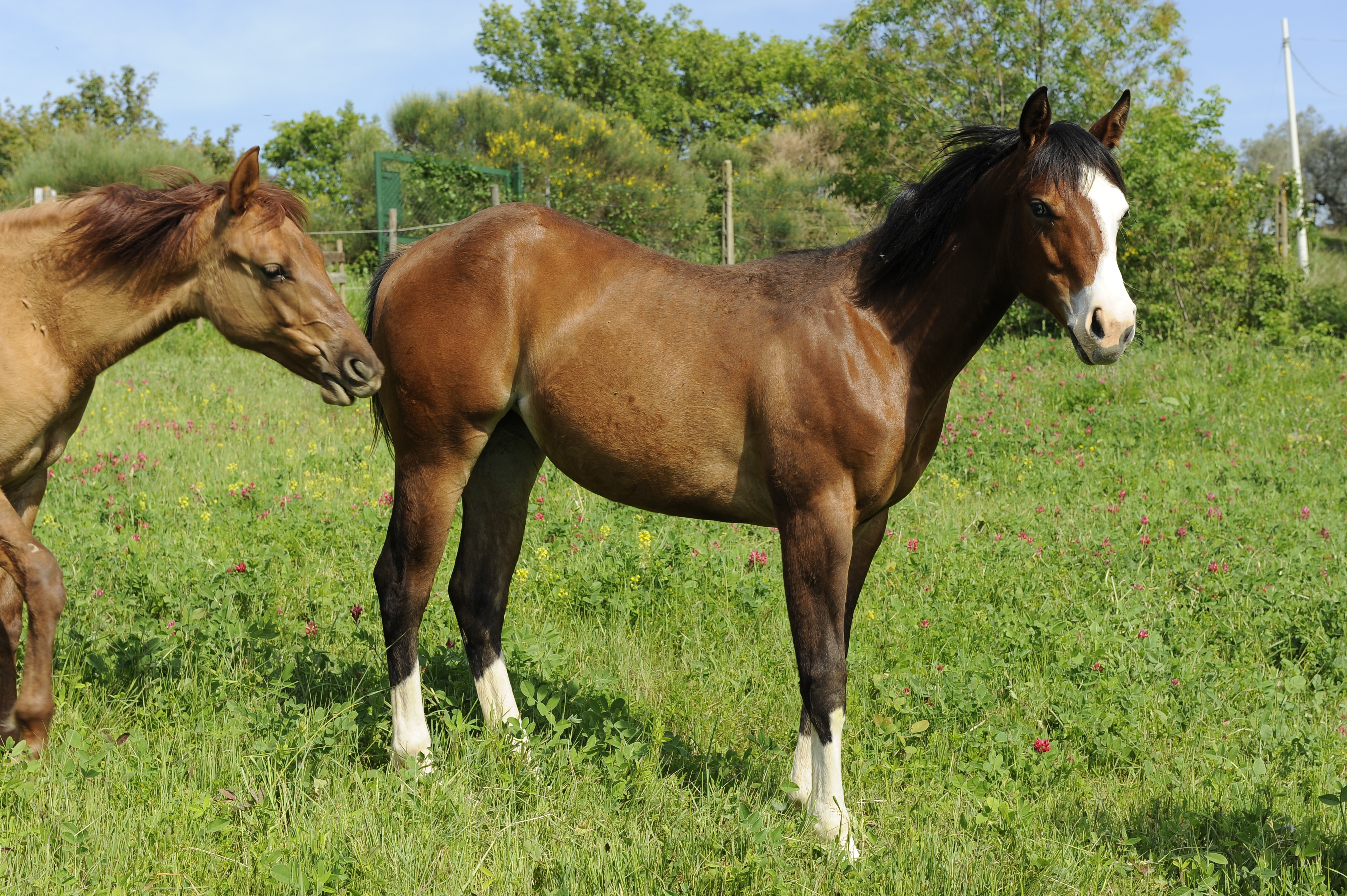 The Yearlings | Castellare di Tonda Quarter Horses