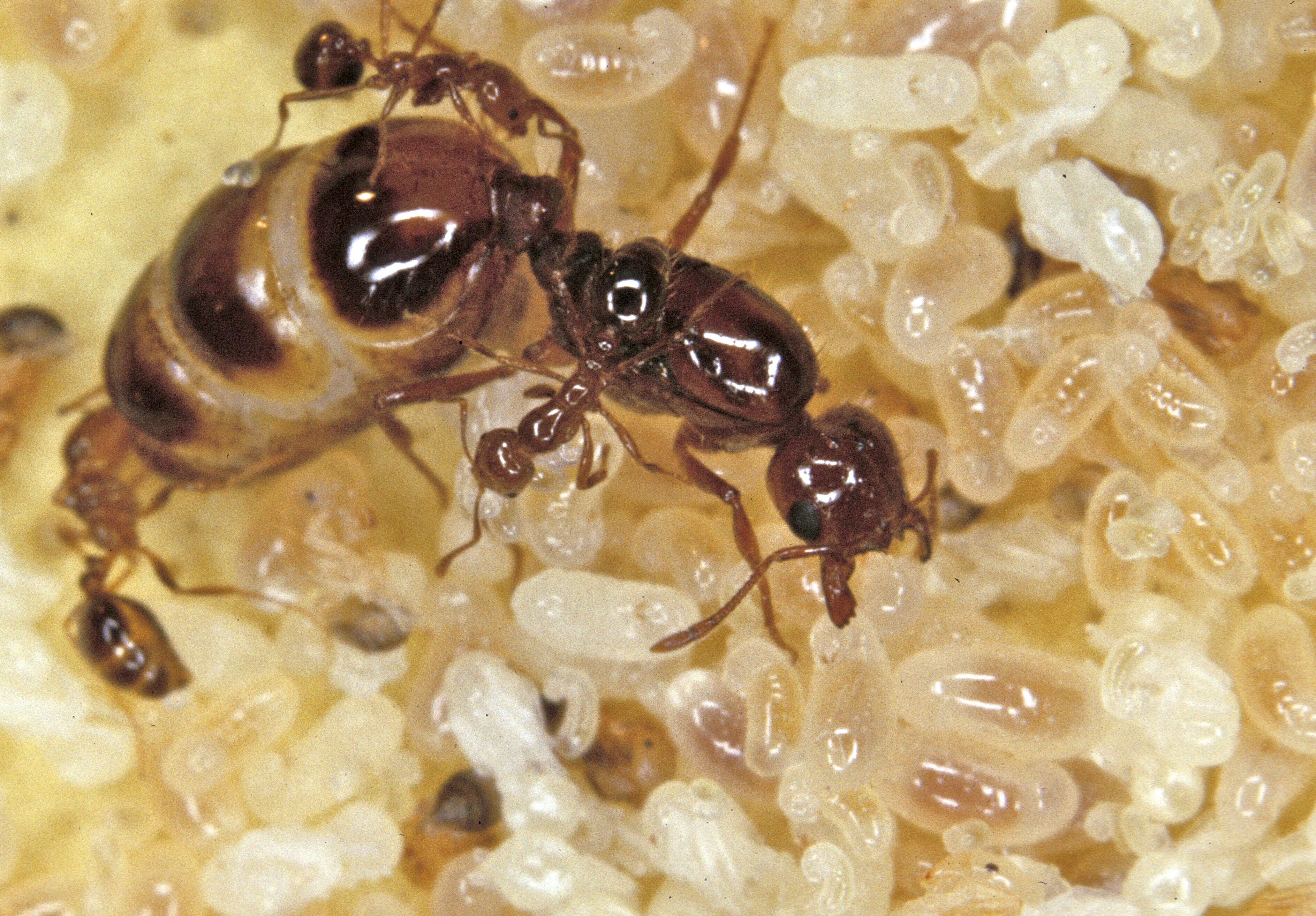 Some queen ants can live for many years and have millions of babies ...