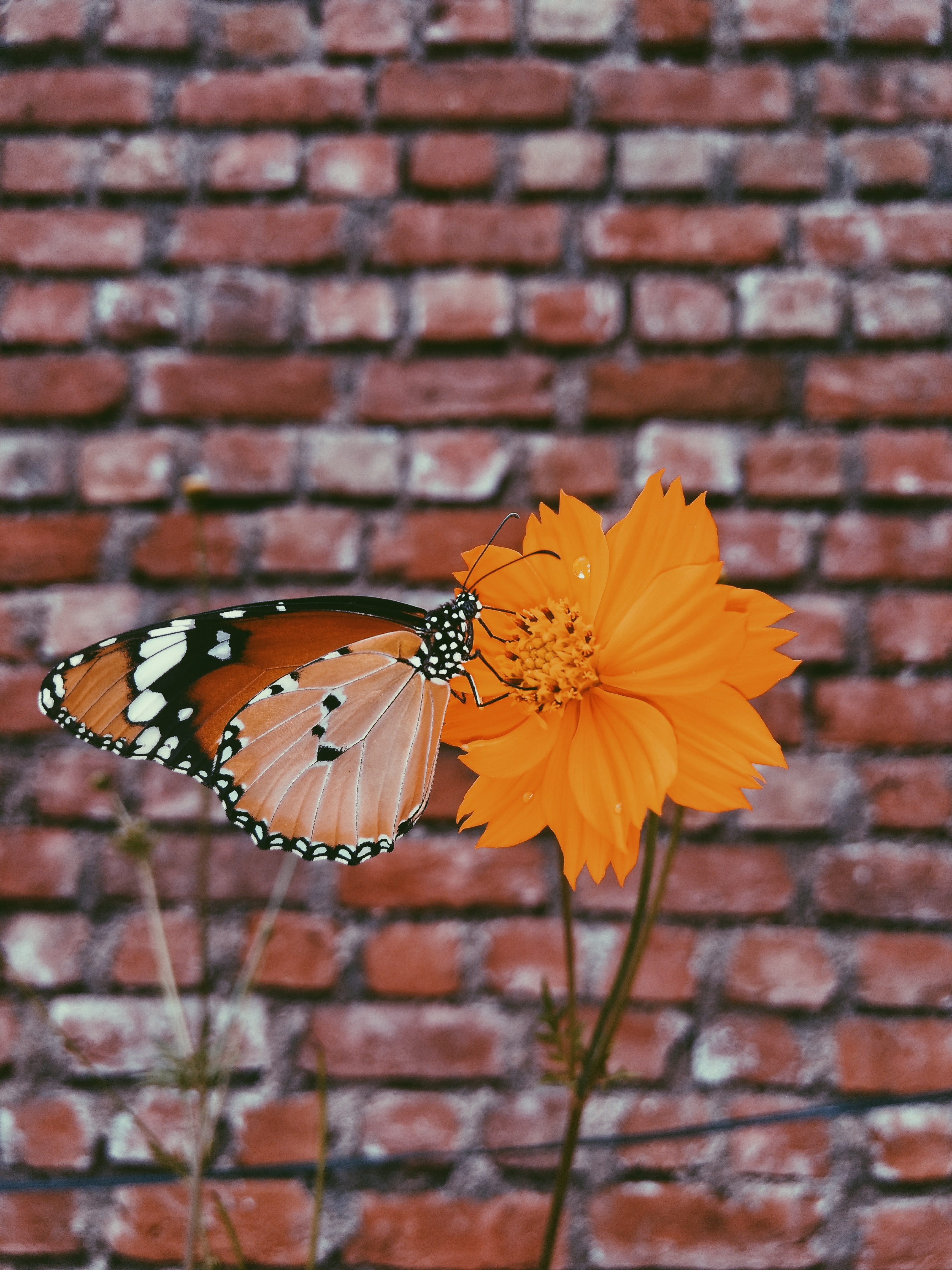Queen butterfly on orange petaled flowers photo