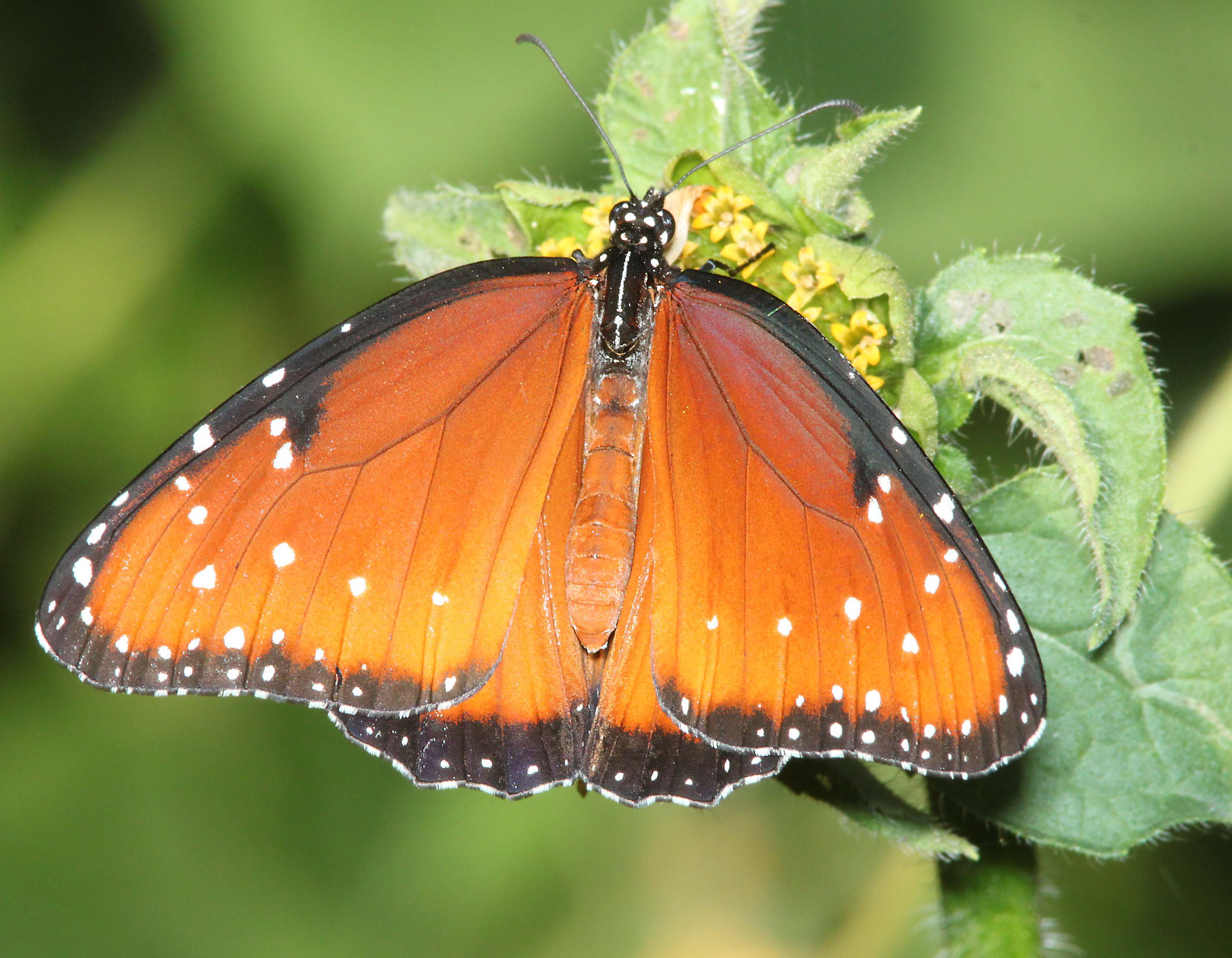 Free Photo Queen Danaus Gilippus 10 1 11 Harshaw Rd Scc Az 01 Animal Bright Butterfly Free Download Jooinn