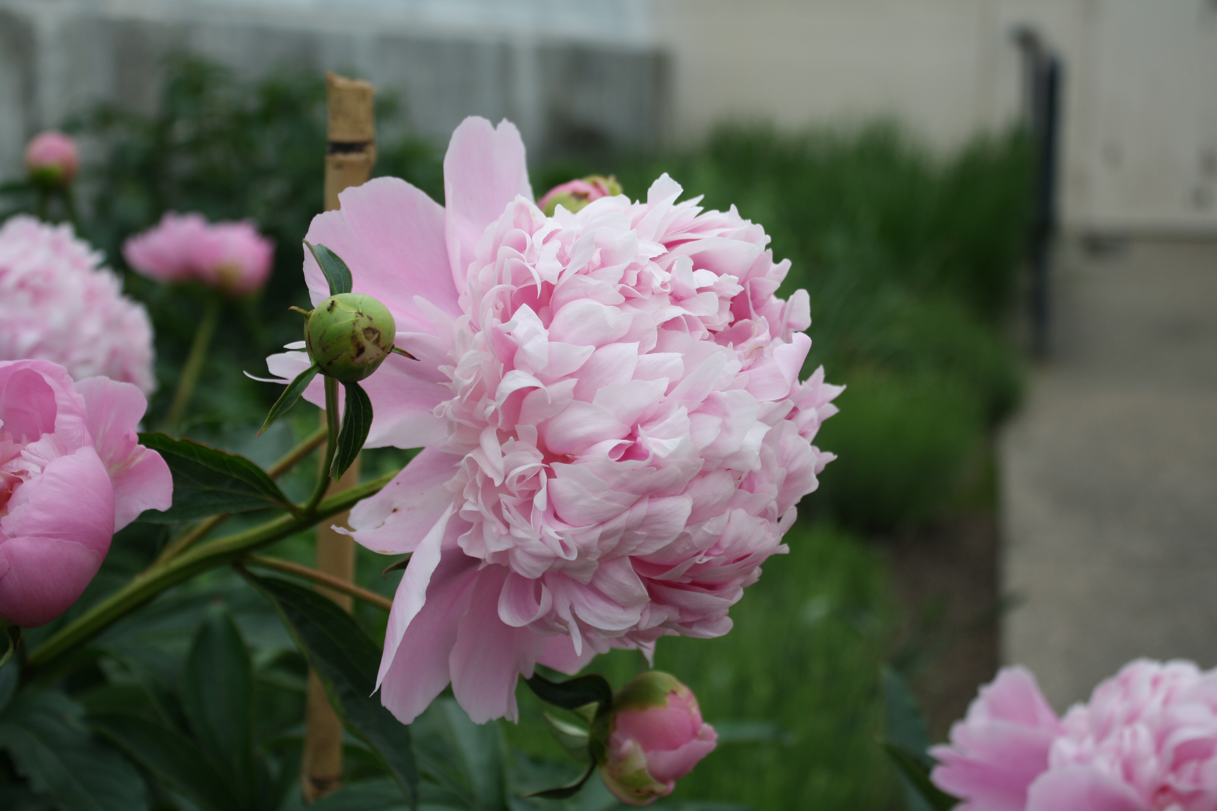 The Queen of Flowers | URI Botanical Gardens Blog