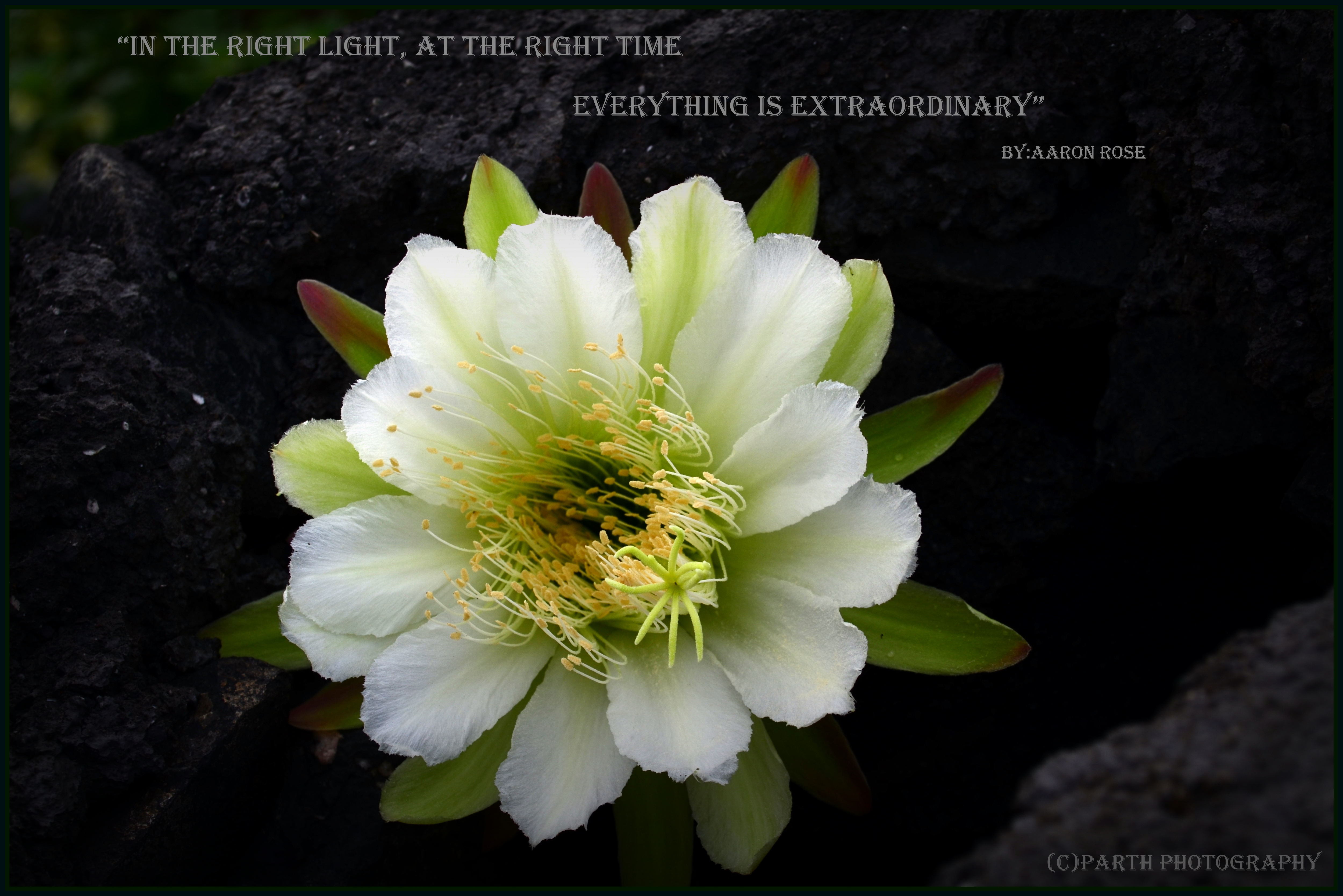 Hedge Cactus, Queen of the Night, Peruvian Apple | ~` Parth Fotopedia`~