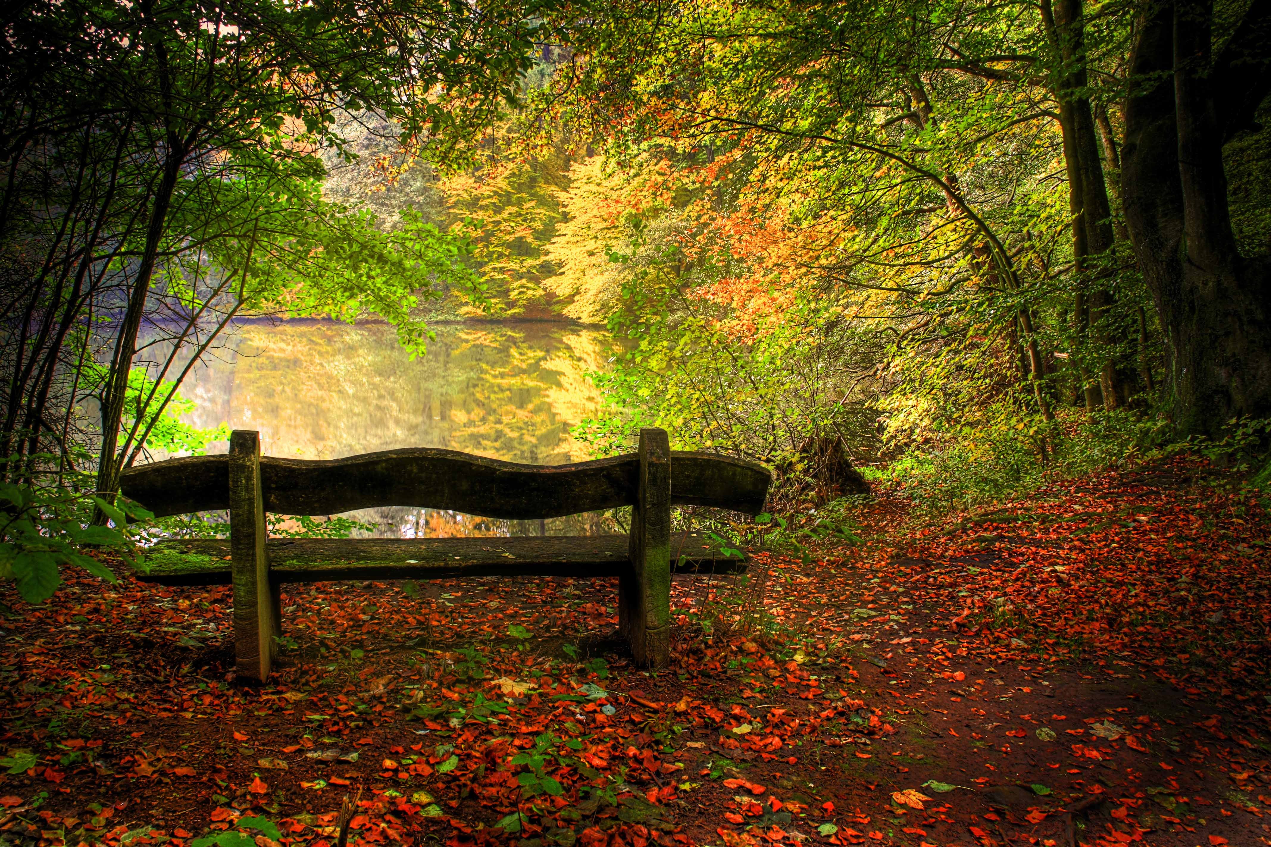 Forests: Pretty Landscape Colours Trees Forest River Relax ...