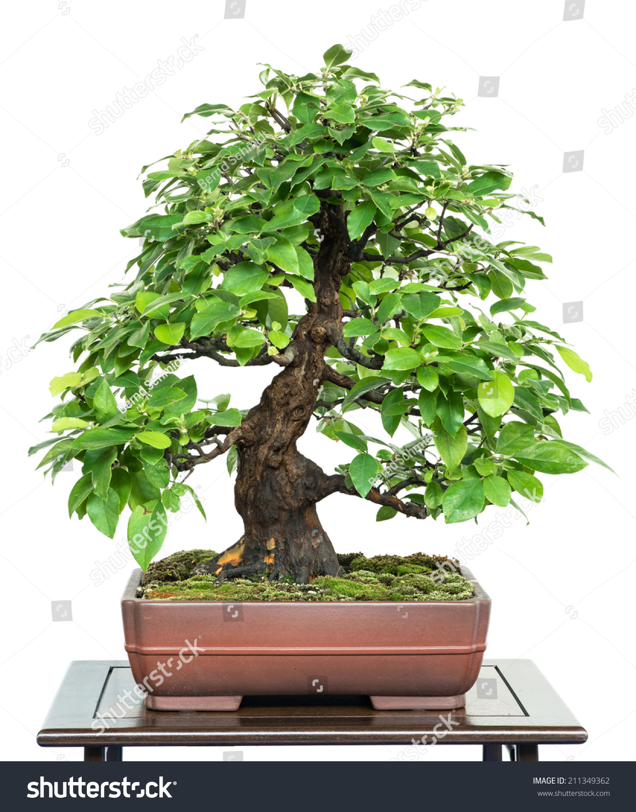 Chinese Quince Bonsai Tree Pot Stock Photo 211349362 - Shutterstock