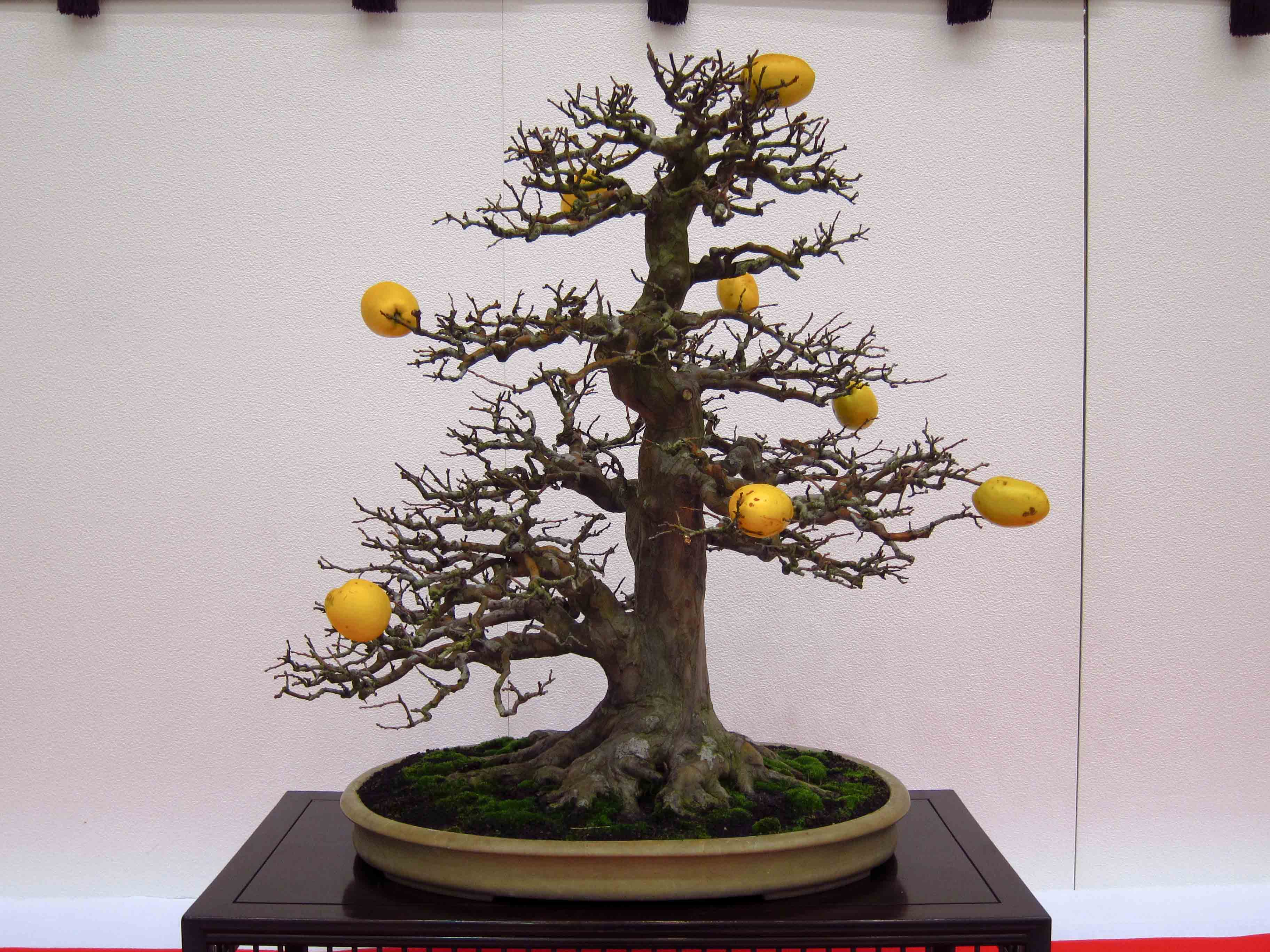 Quince bonsai tree. 