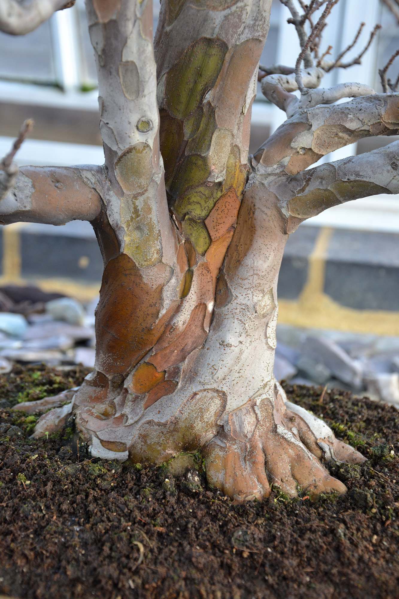 Quince bonsai tree, Aesthetics, London, Mature, Miniature, HQ Photo