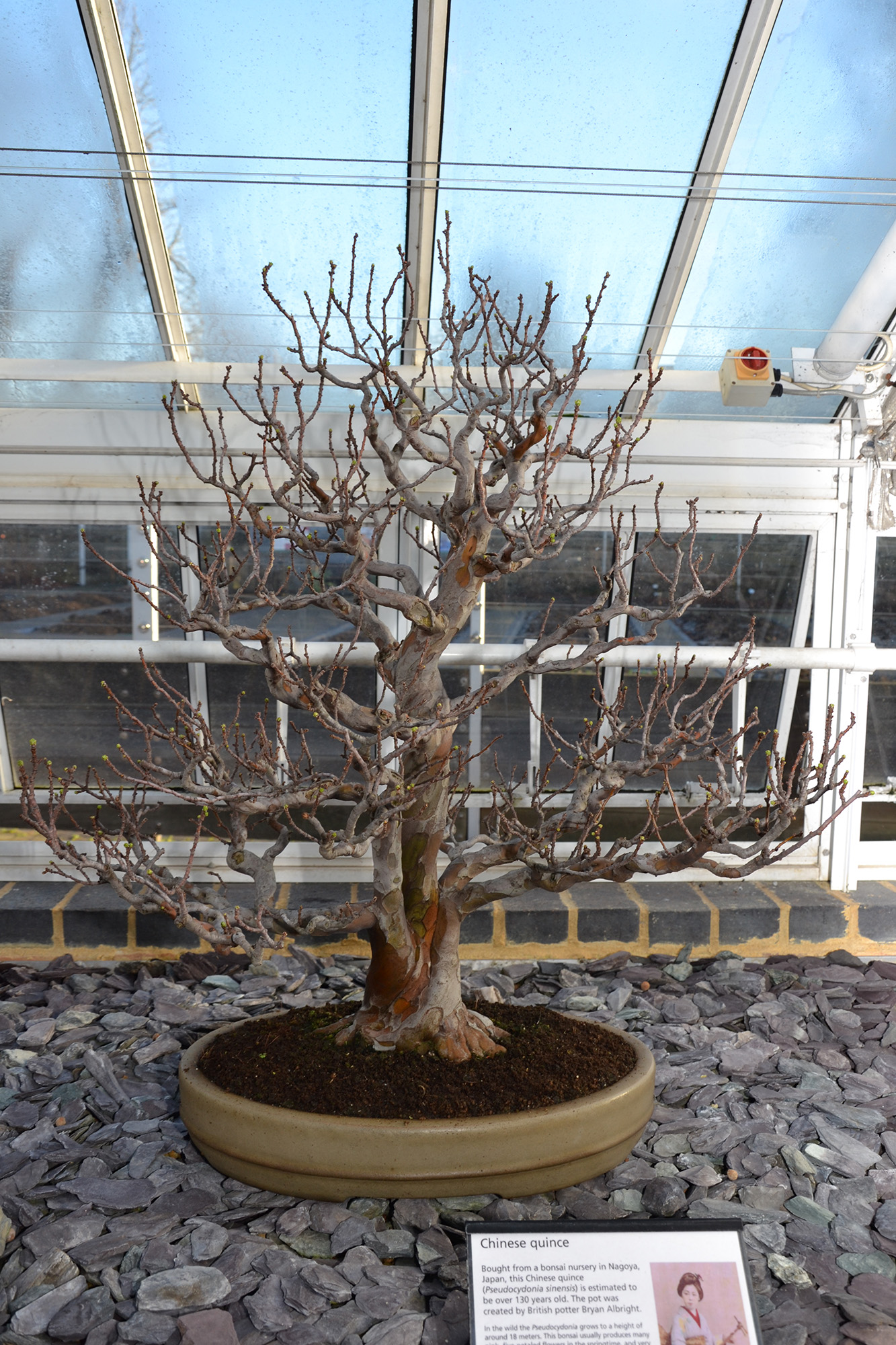 Quince bonsai tree, Aesthetics, Pot, Mature, Miniature, HQ Photo