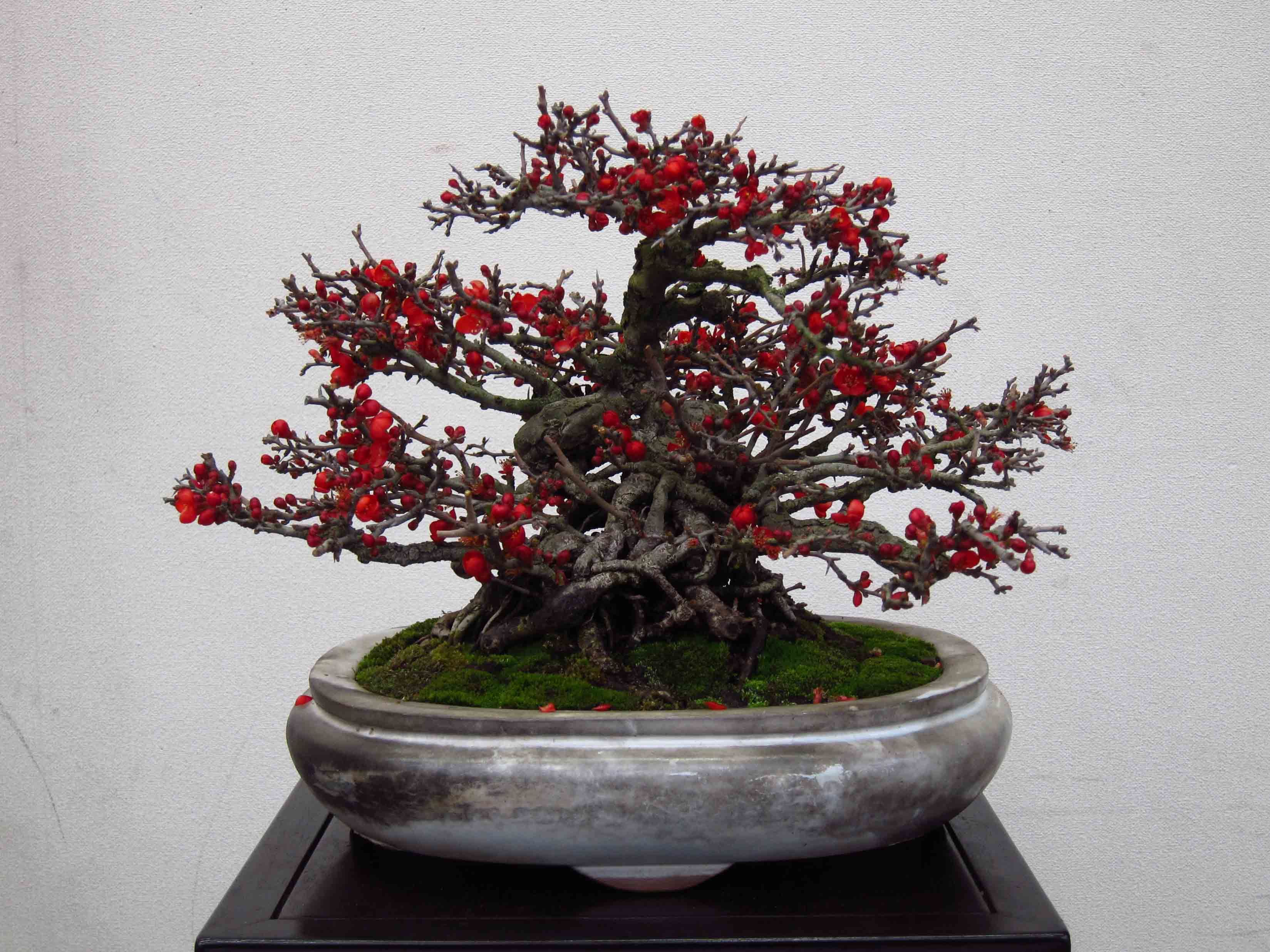 japanese quince bonsai - Google Search | Bonsai | Pinterest | Bonsai ...