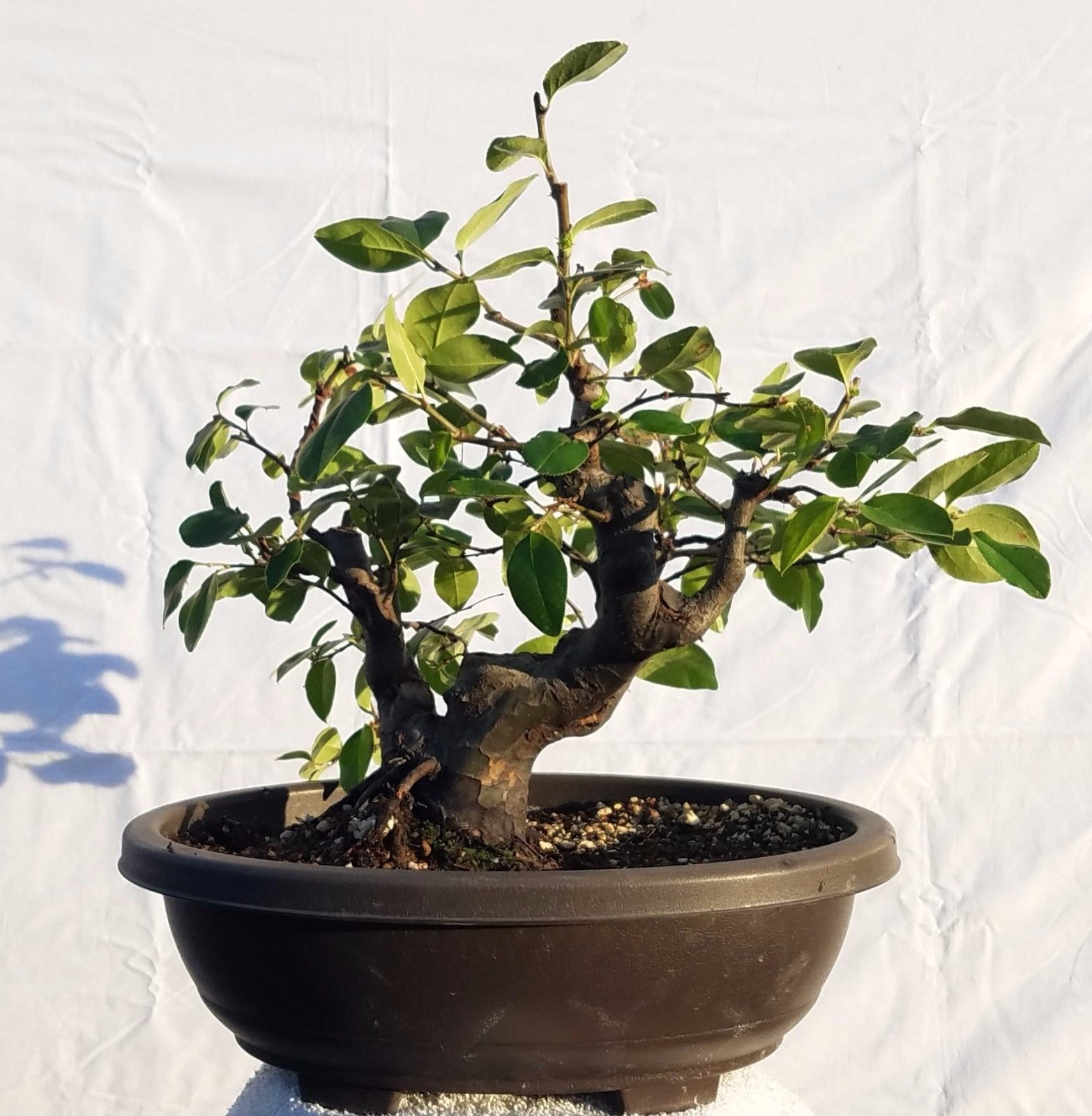 Chinese Quince Bonsai Tree - WikiBonsai