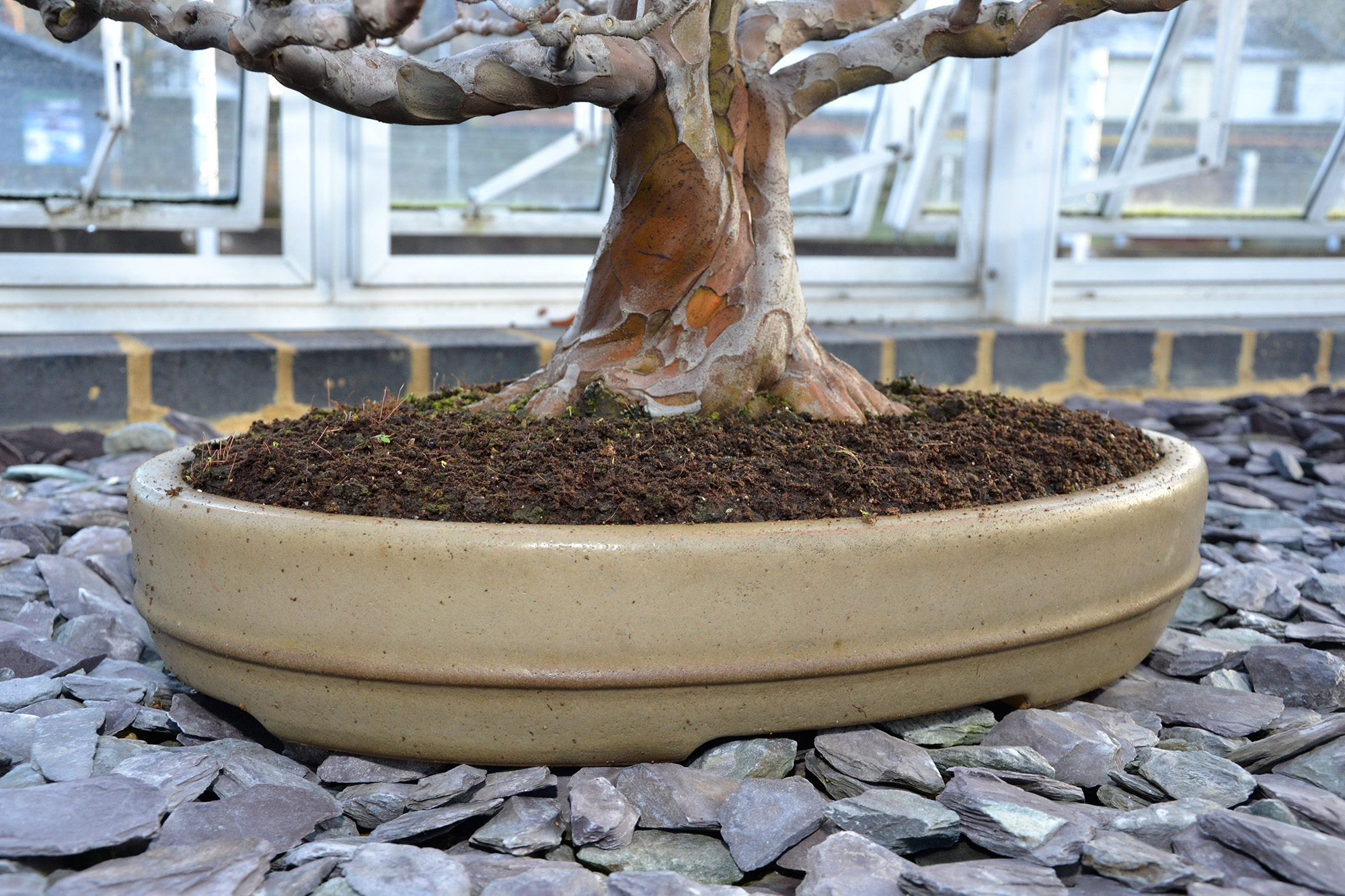 Quince bonsai tree, Plant, Lives, London, Mature, HQ Photo