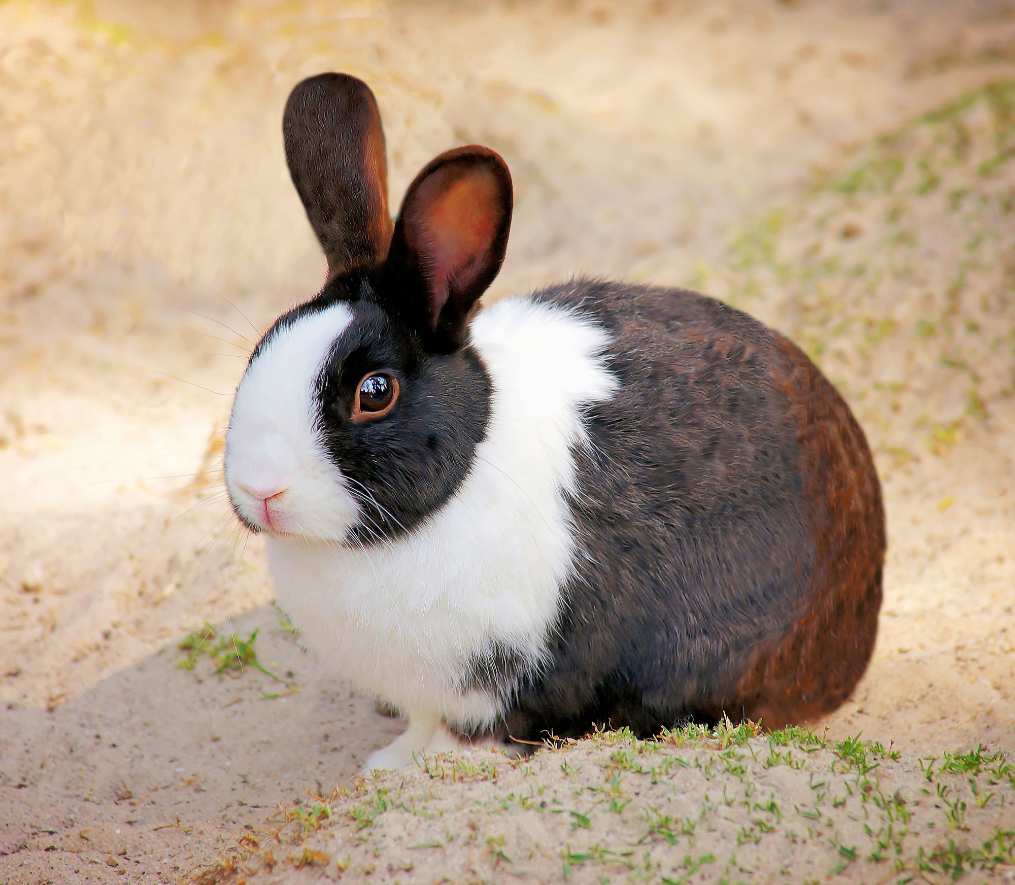 Rabbit, Adorable, Animal, Cute, Fast, HQ Photo