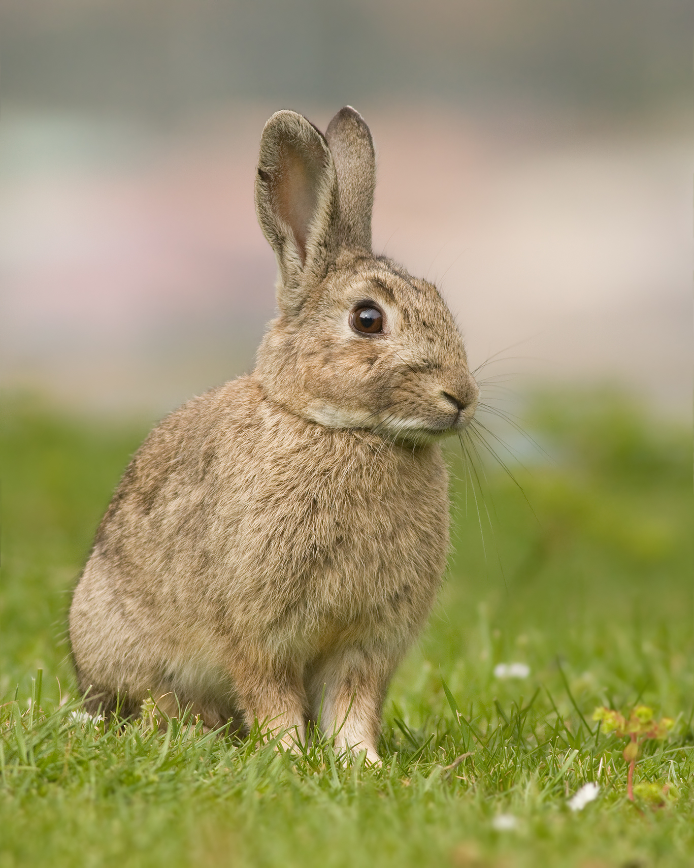 European rabbit - Wikipedia