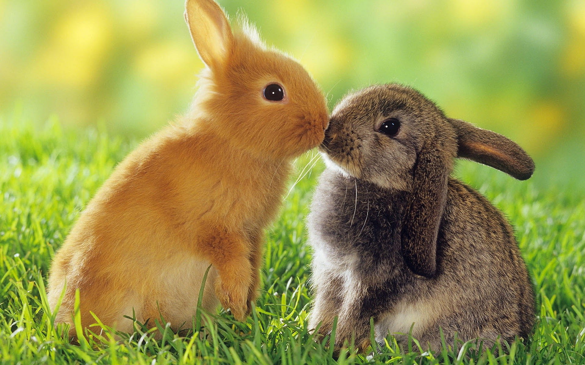 The Pet Rabbit – 15 things you should know…. - Vital Pet Health ...