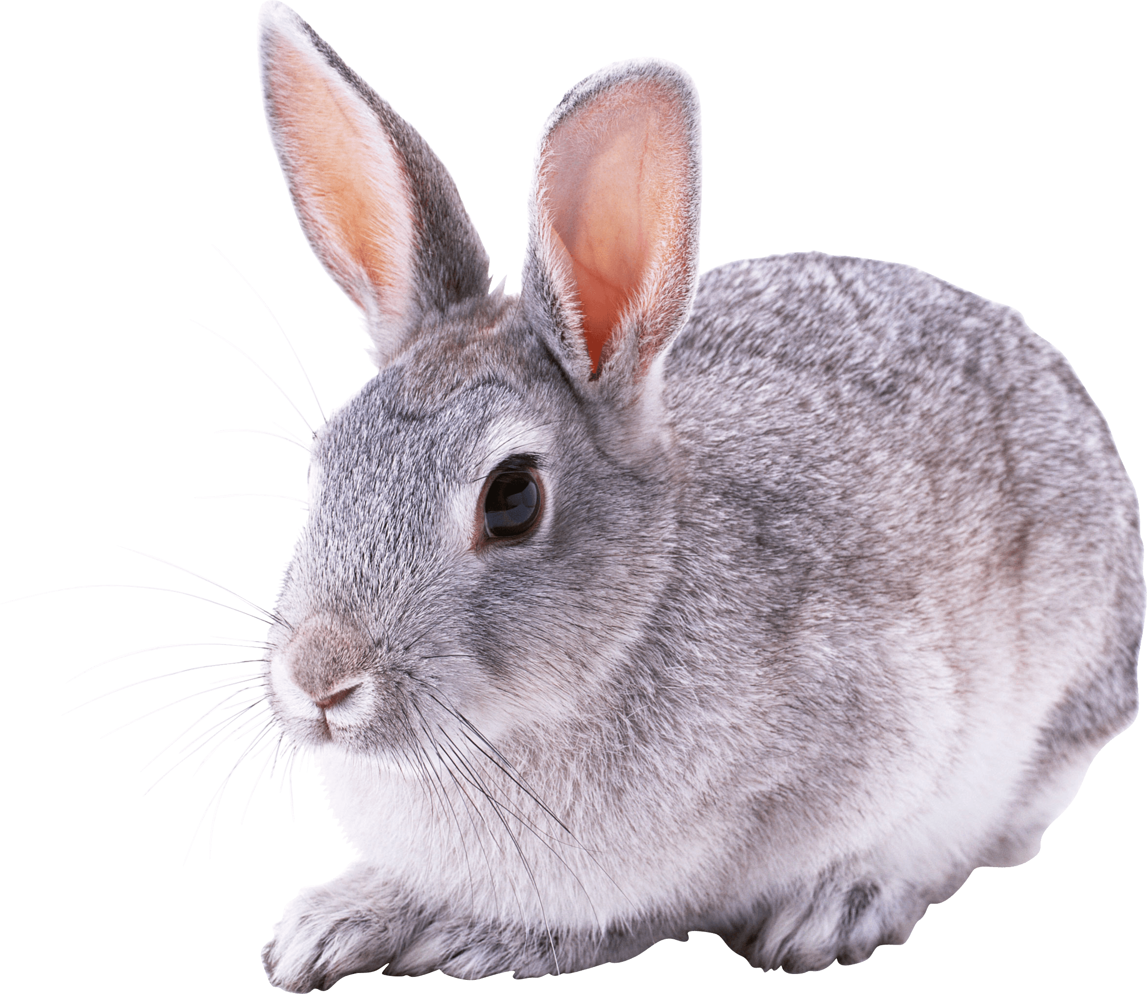 Great Rabbit Sitting transparent PNG - StickPNG