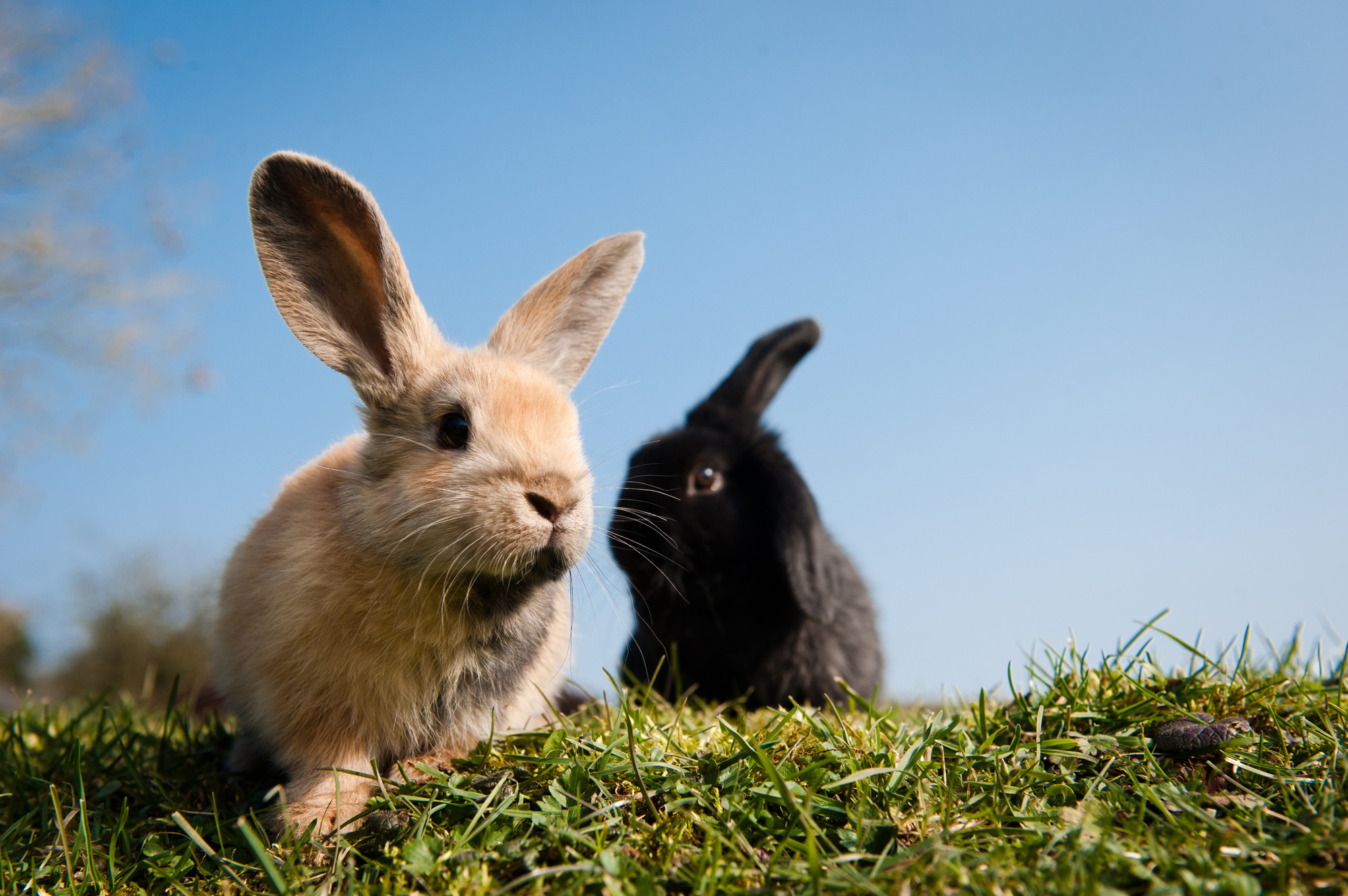 How to look after a rabbit | Rabbit bedding, vaccinations & behavior ...