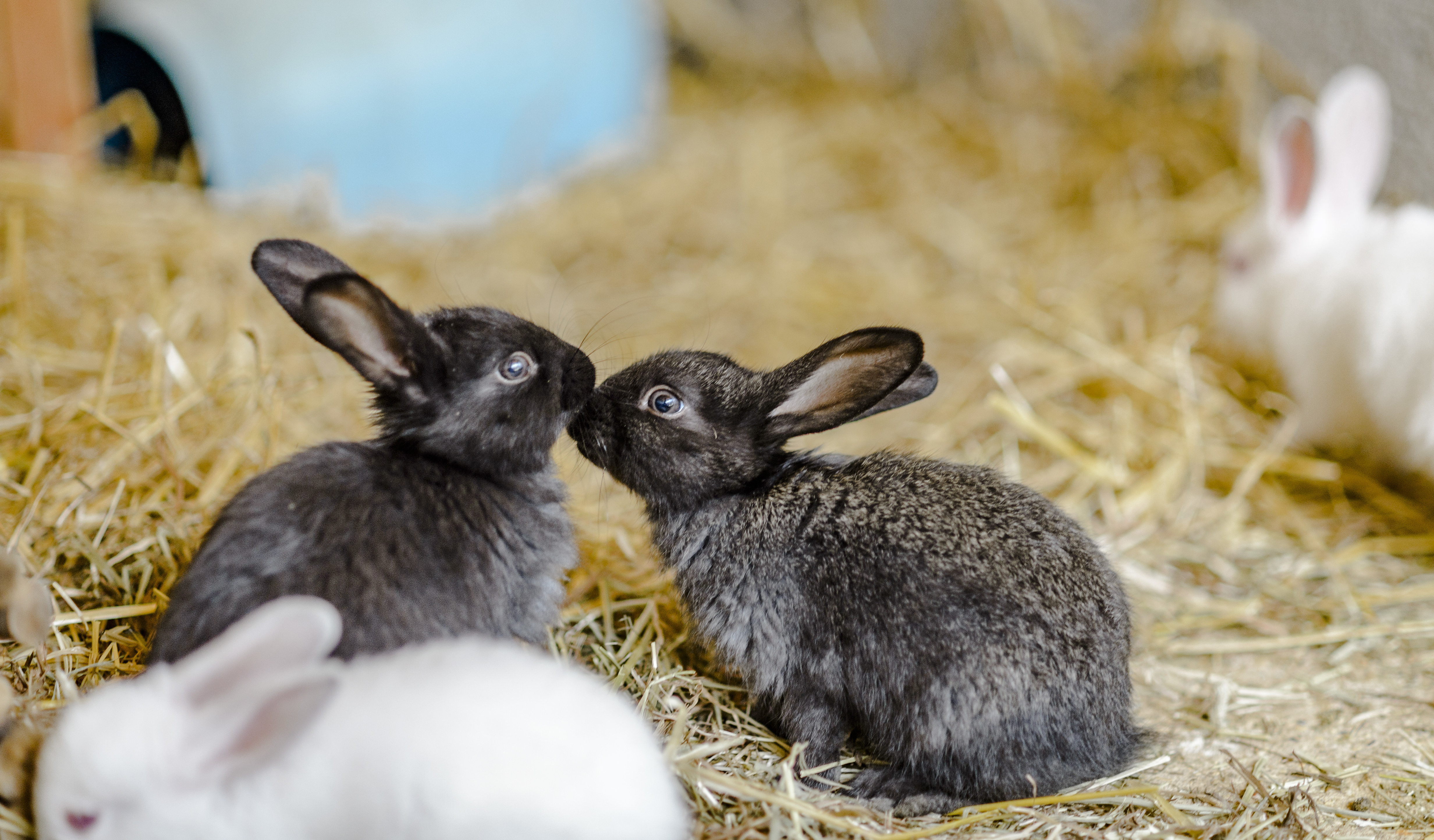 15 things you probably didn't know about rabbits | Blue Cross