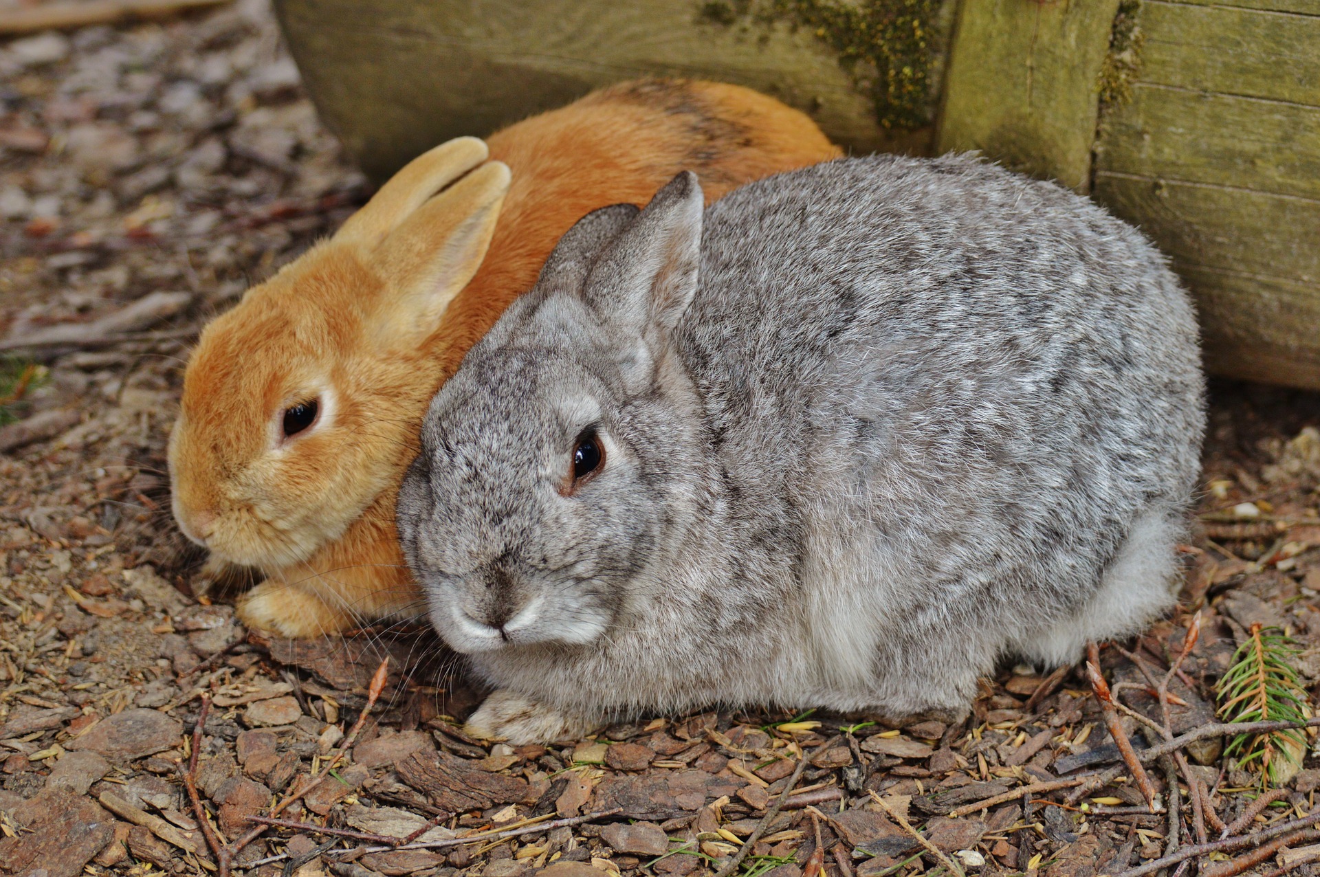 When Bonded Rabbits Fight: What You Should Know - Love Your Rabbit