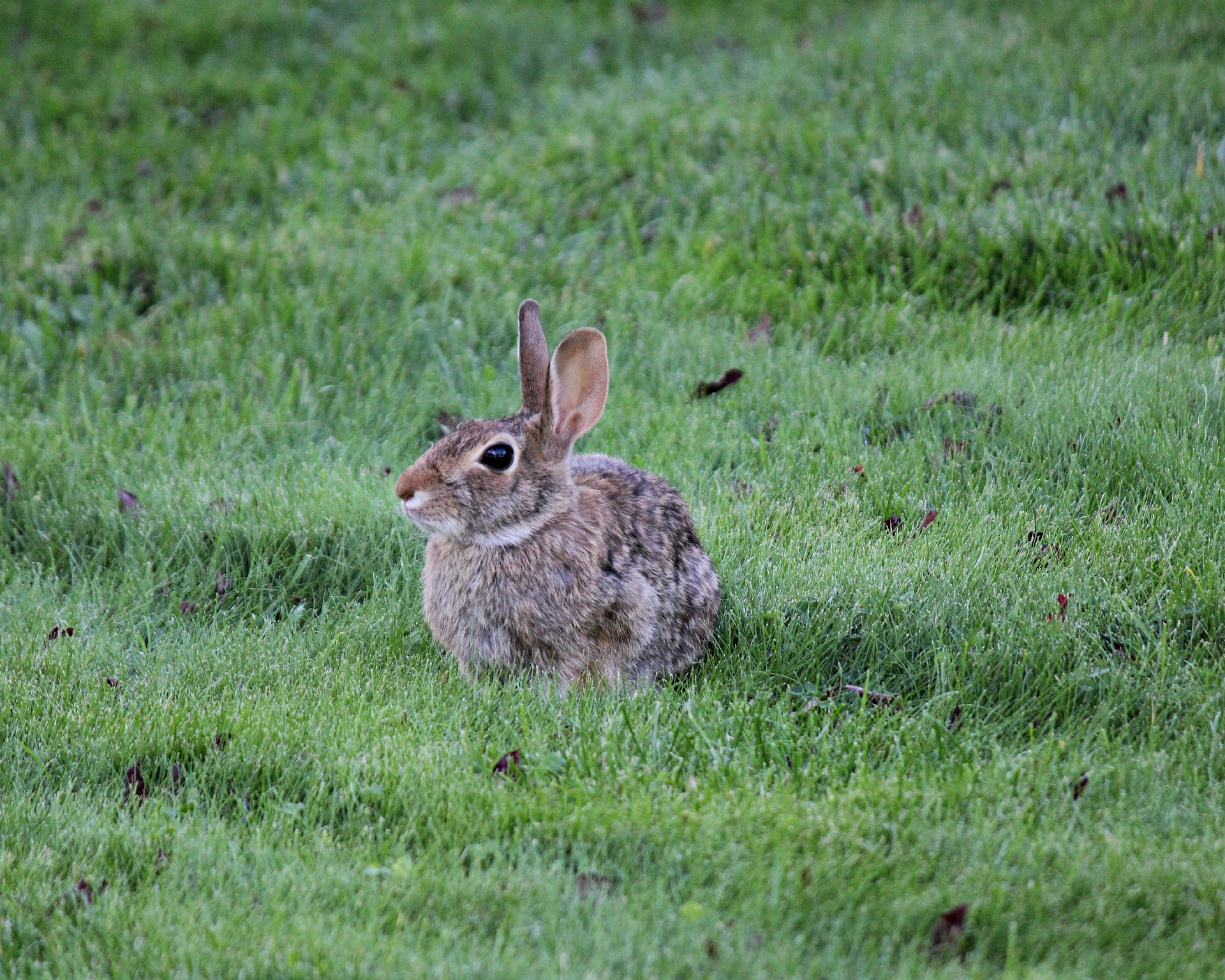 Rabbits: How to Identify and Get Rid of Rabbits | Garden Pest ...