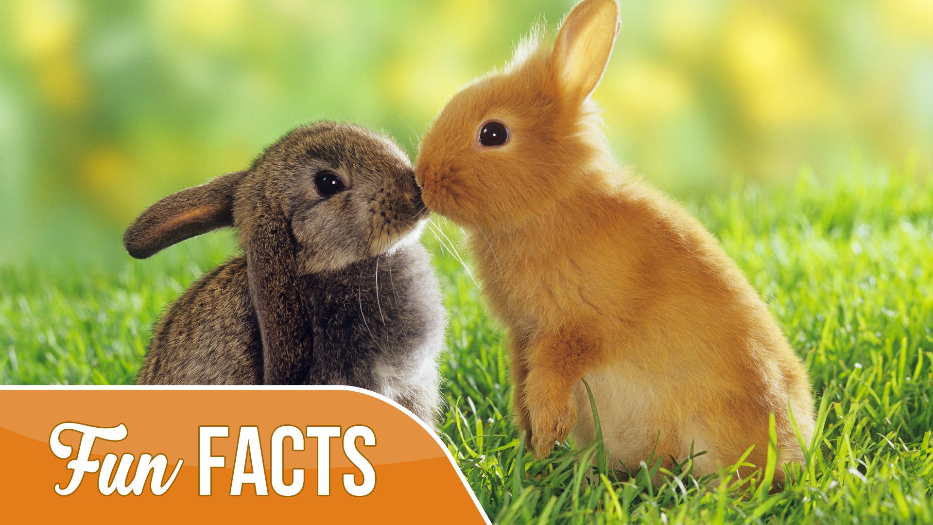10 Fun Facts About Rabbits - YouTube