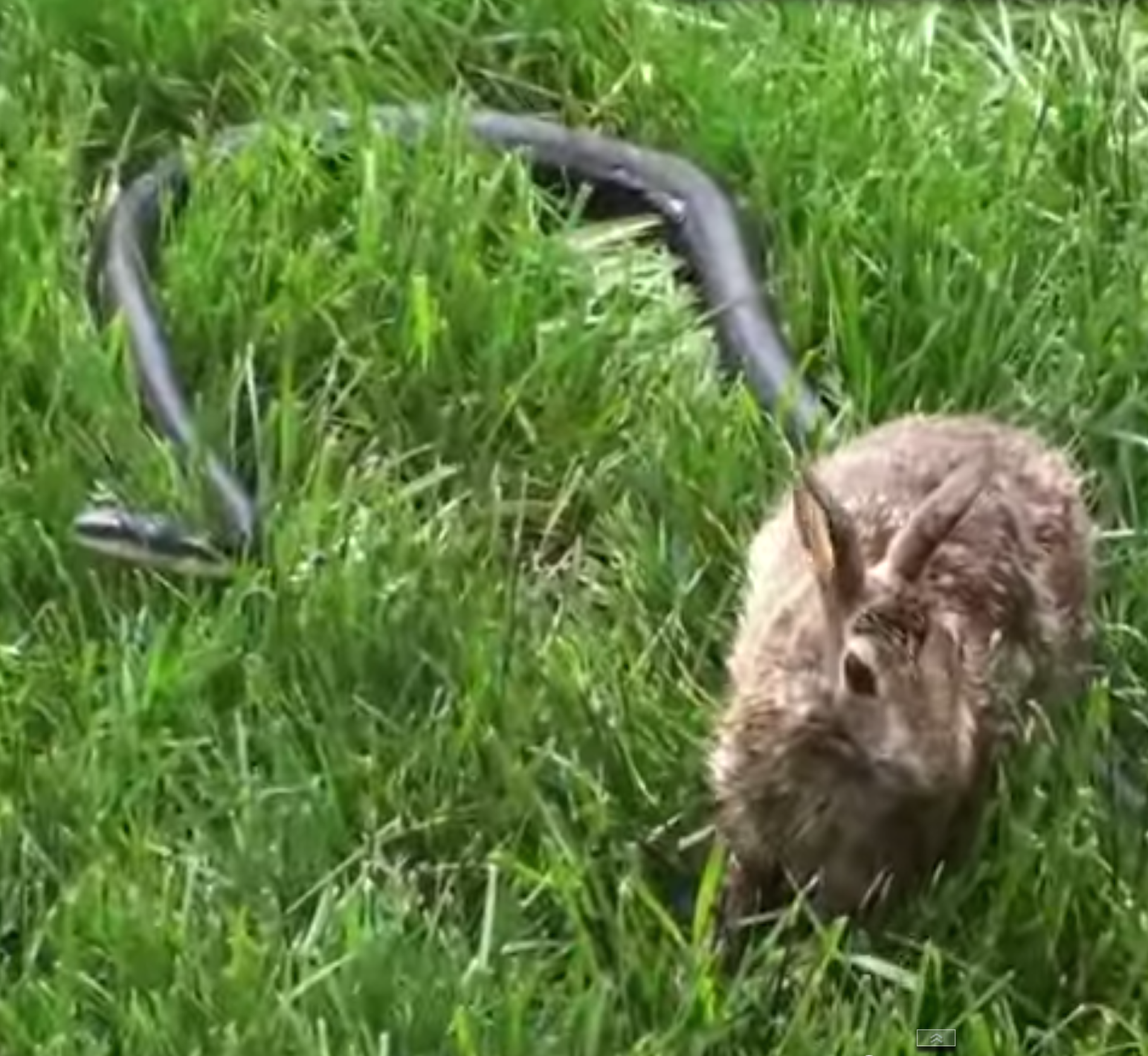 Watch: Mother Rabbit Viciously Attacks Snake—Find Out Why