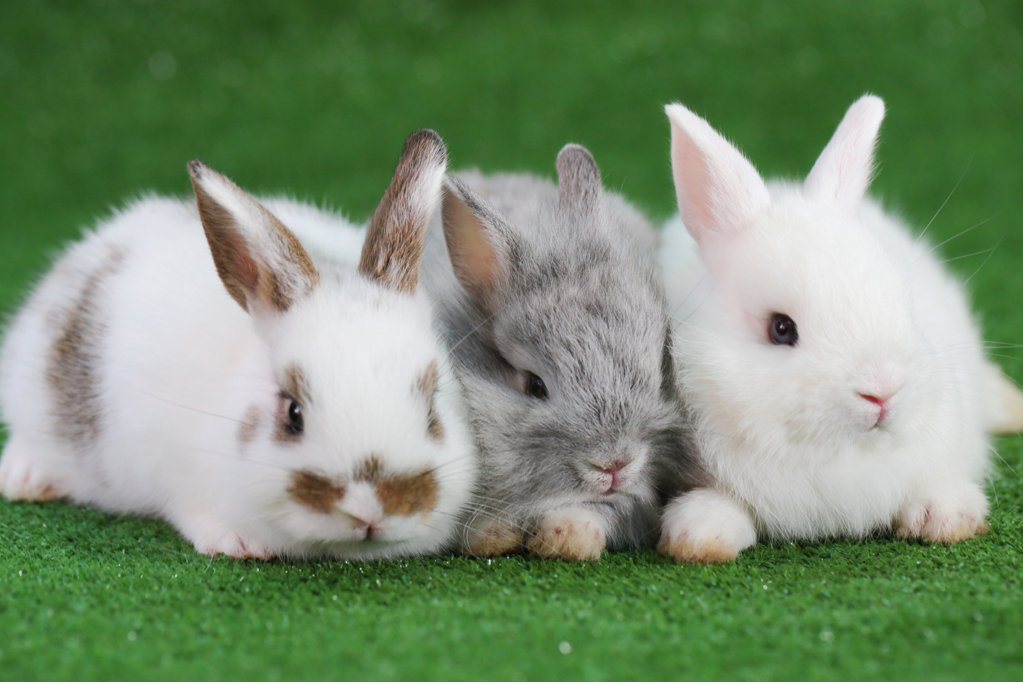 Poland tells shrinking population to multiply like rabbits