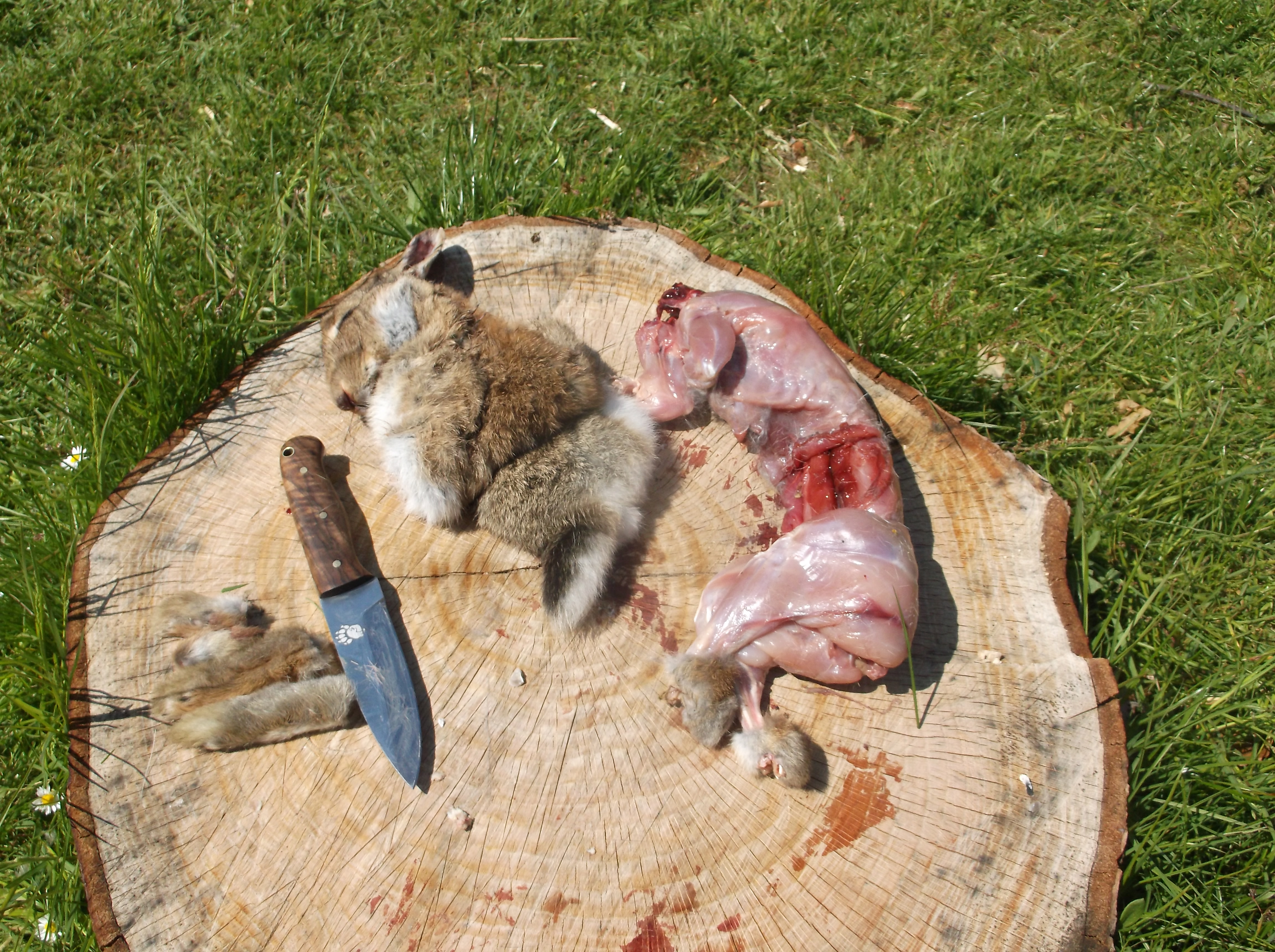 How to skin and butcher a rabbit | Dorset Bushcraft courses ...