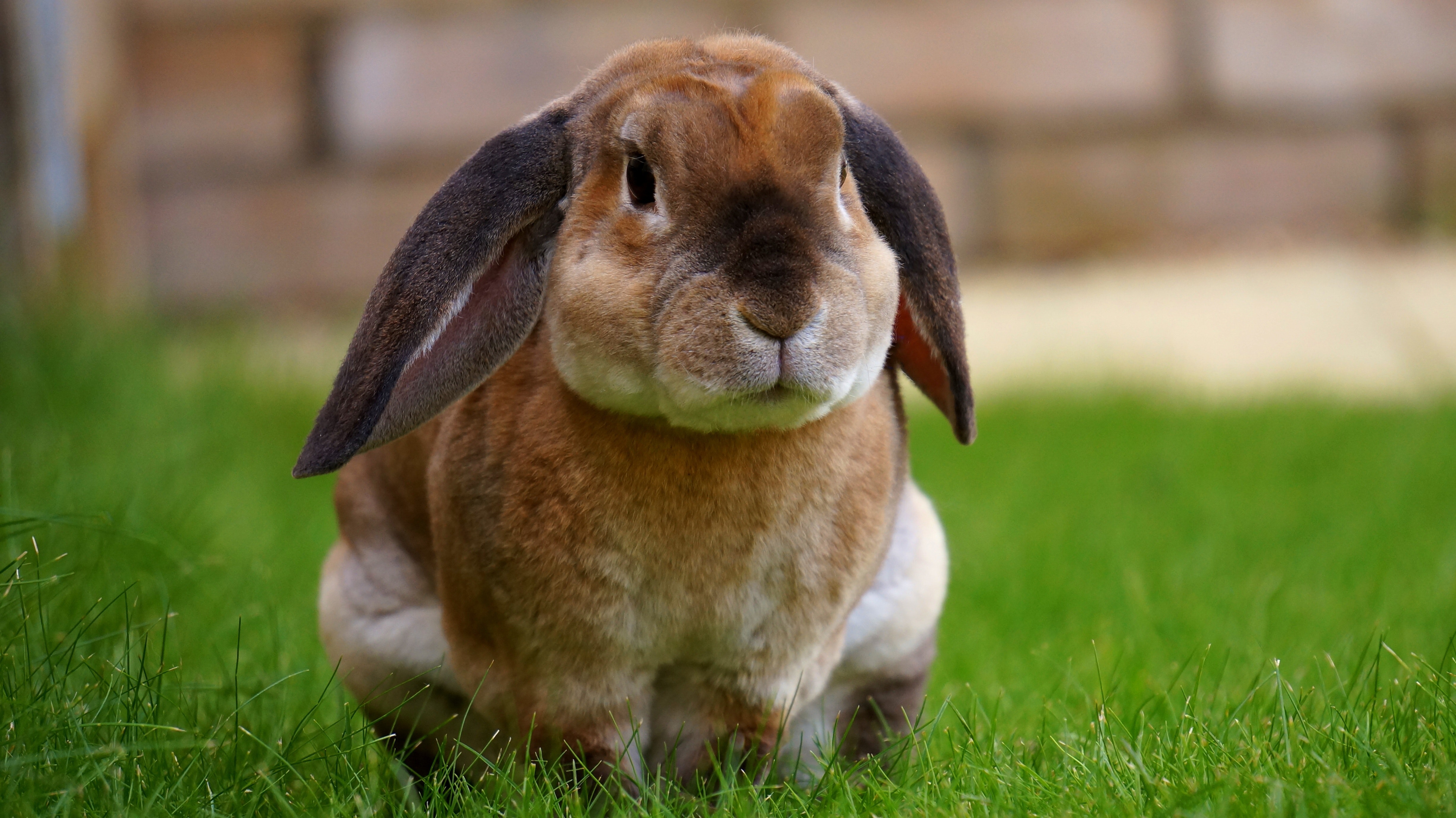 Free stock photos of rabbit · Pexels